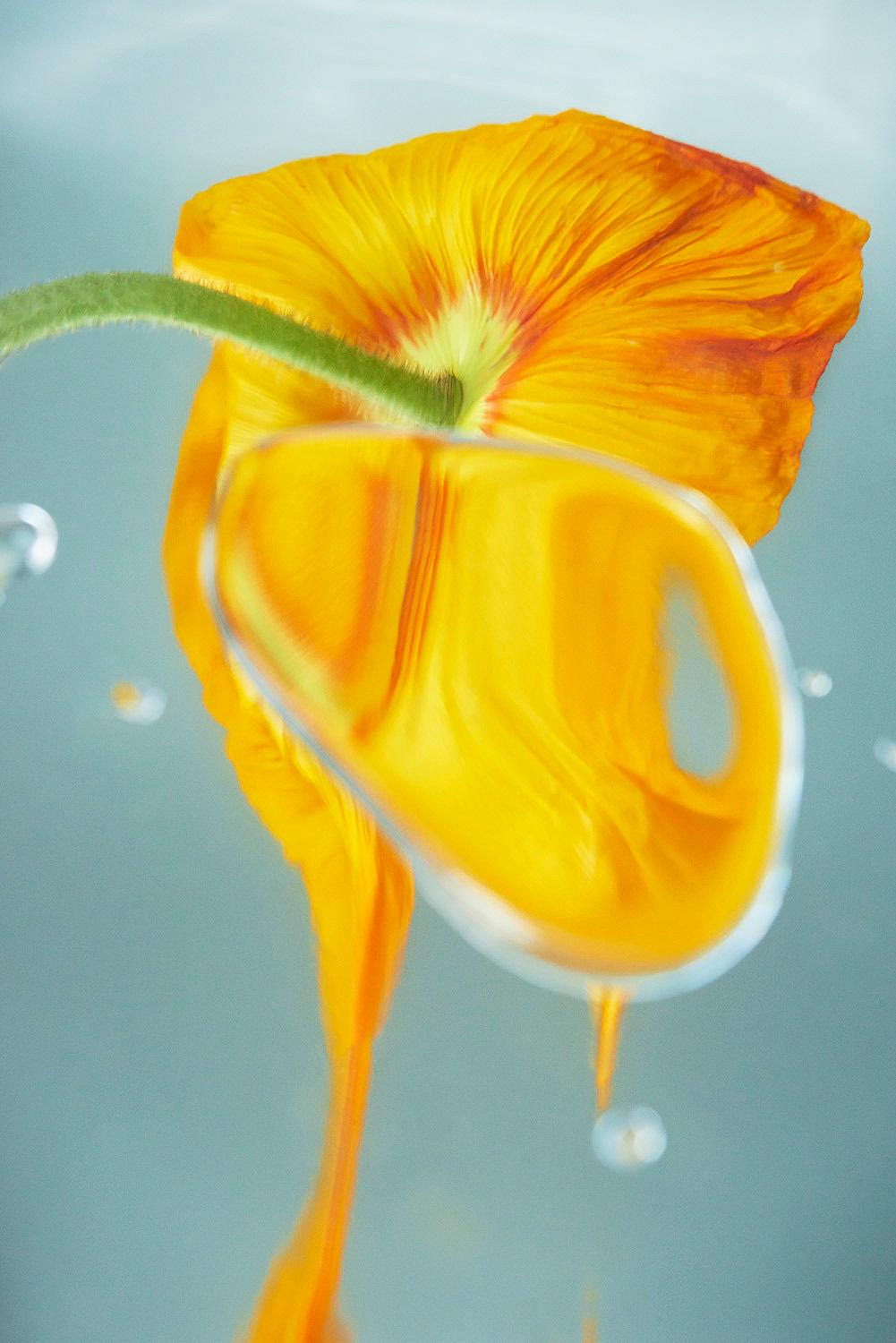 Sophie Delaporte Figurative Photograph - Flowers#18, orange, flower, beauty, freshness