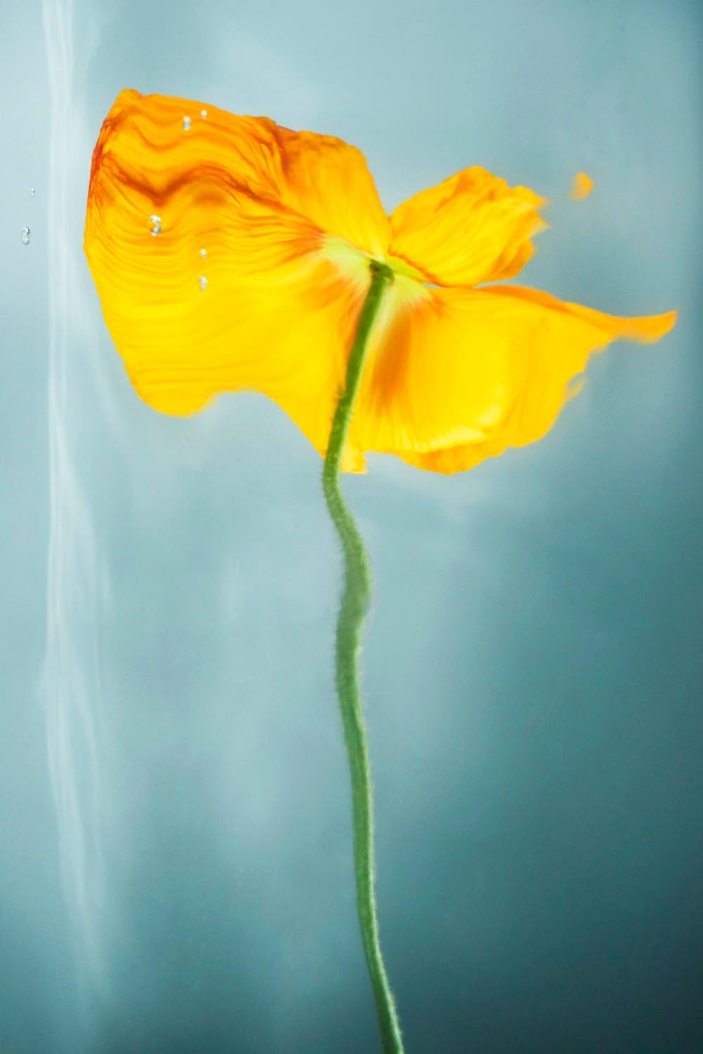 Sophie Delaporte Color Photograph - Flowers#19, flower, yellow, freshness, water