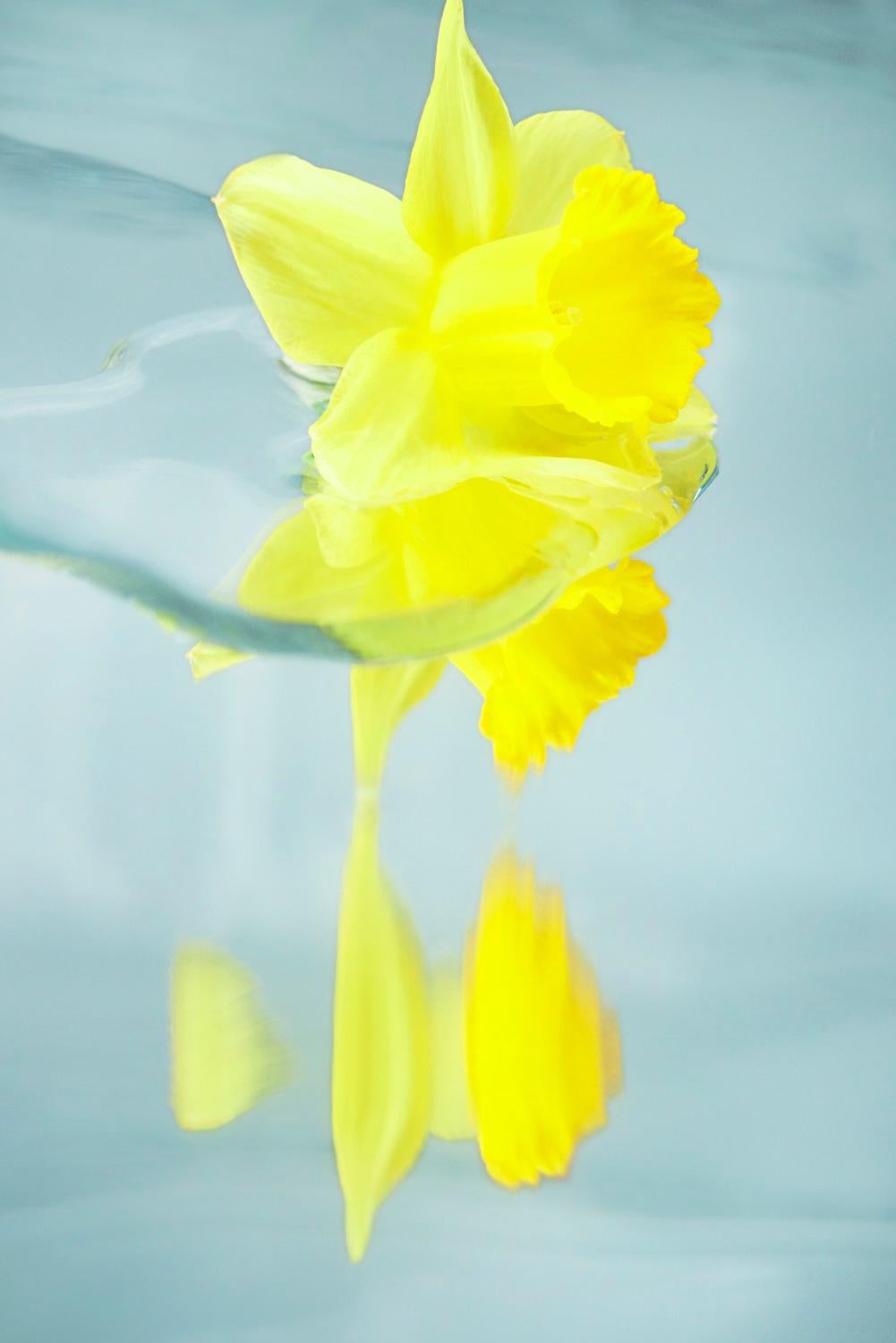Sophie Delaporte Color Photograph - Flowers#29, yellow, water, spring, flower