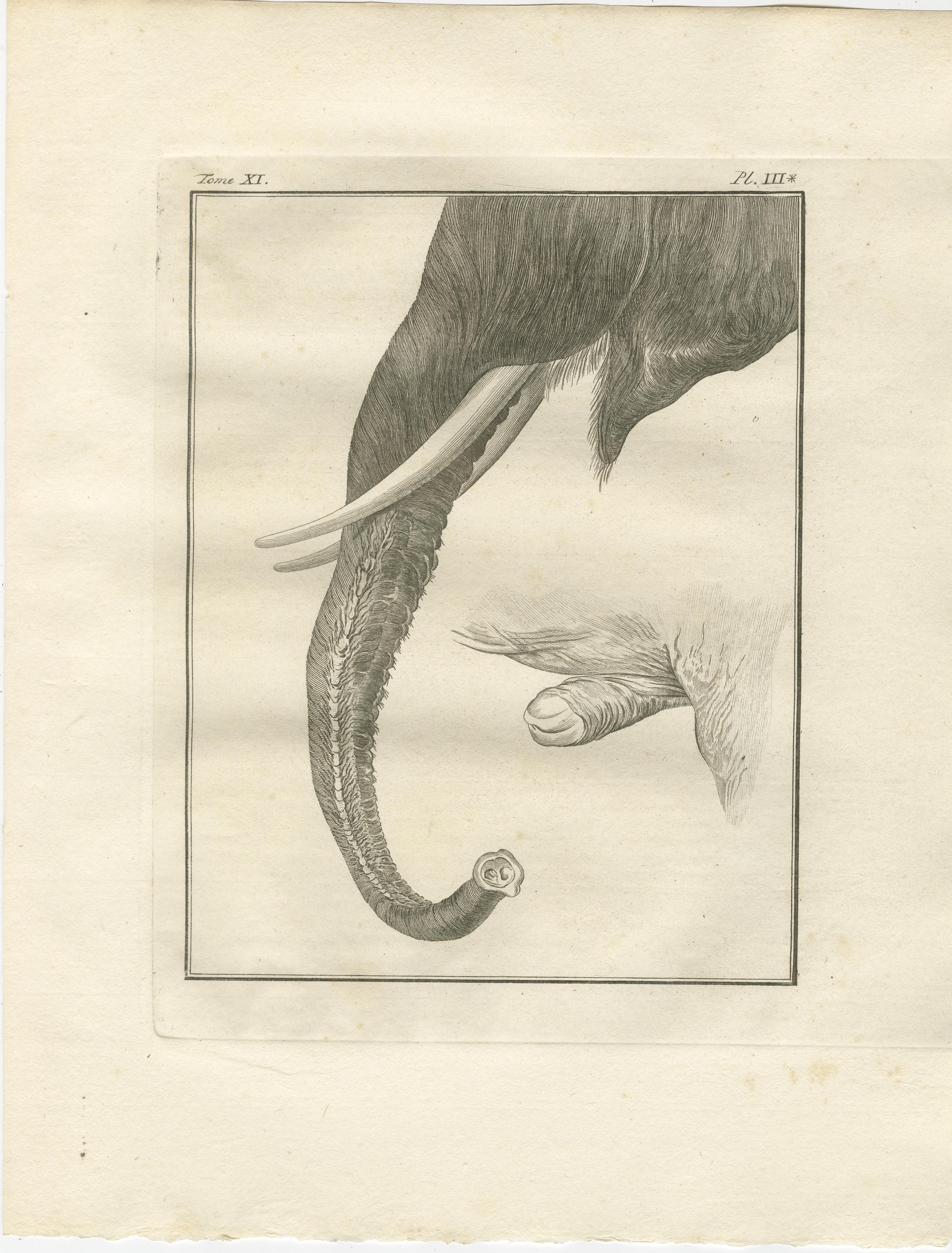 Elegant 1769 Elefant Anatomie Suite - Buffon Wissenschaftliche Stiche Satz von sechs

Beschreibung:
Diese bemerkenswerte Folge von sechs Originalgravuren der Elefantenanatomie aus dem 18. Jahrhundert stammt aus der seltenen niederländischen Ausgabe