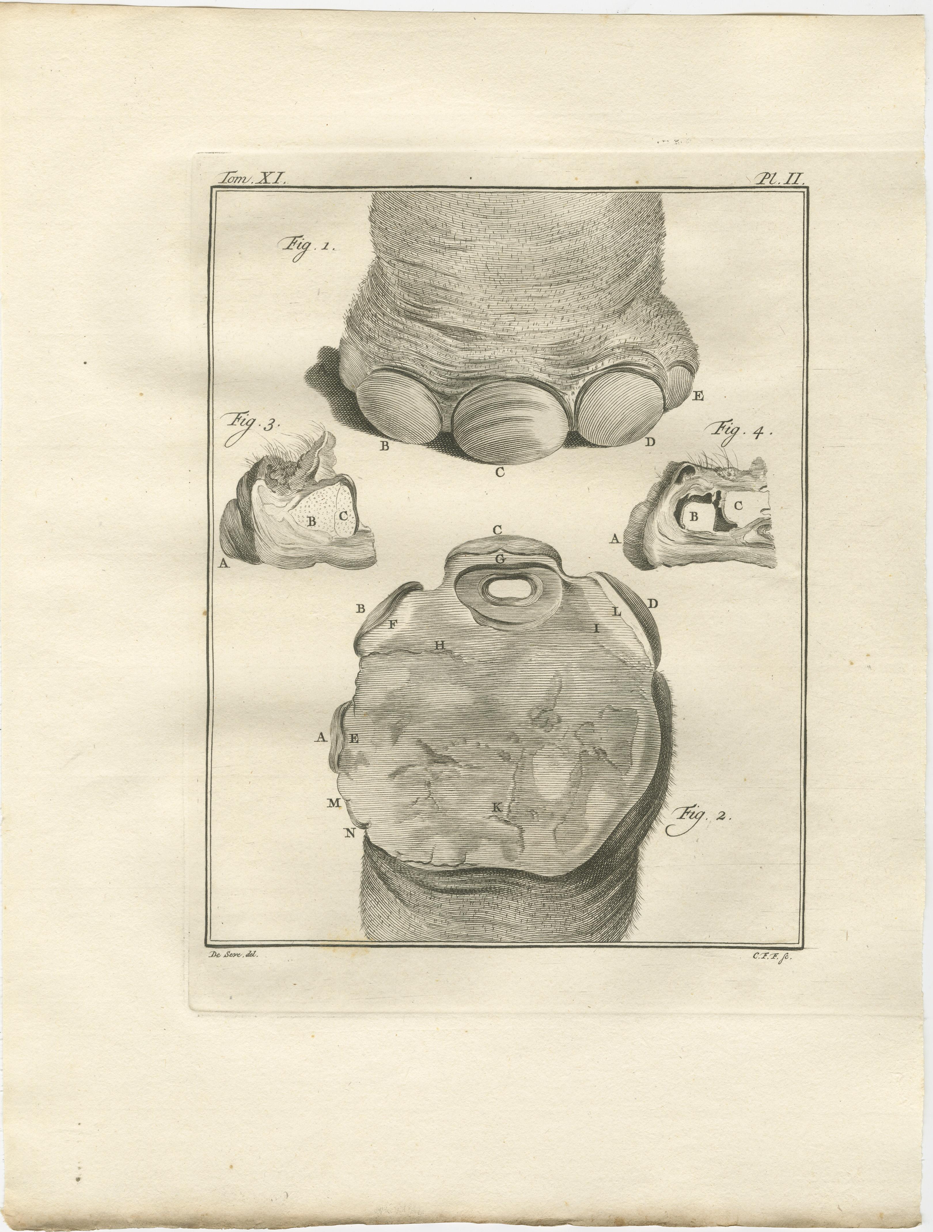 Anspruchsvolles Elefanten-Anatomie-Wandset - Original Buffon-Gravuren, 1769 (Niederländisch) im Angebot