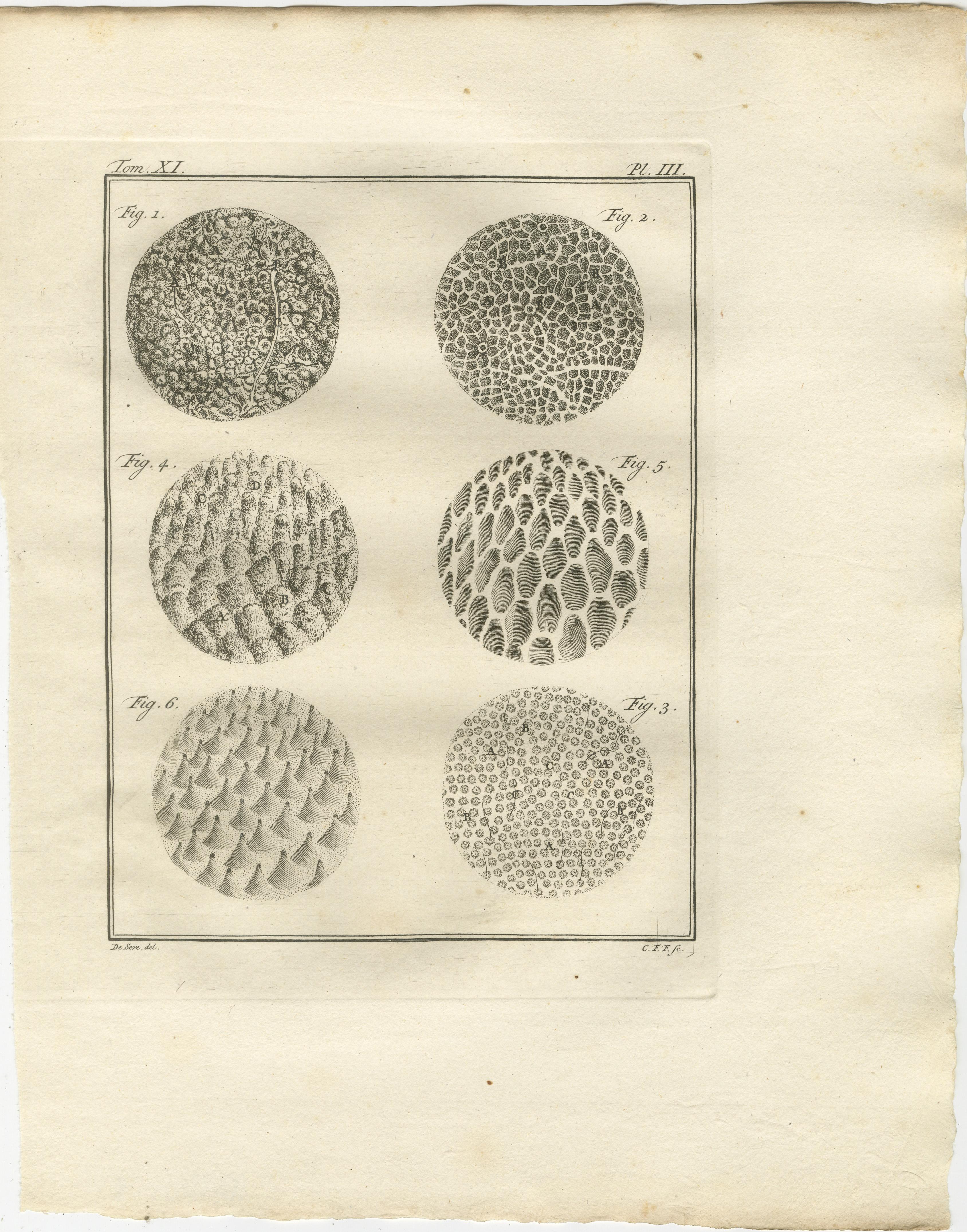 Anspruchsvolles Elefanten-Anatomie-Wandset - Original Buffon-Gravuren, 1769 (Graviert) im Angebot