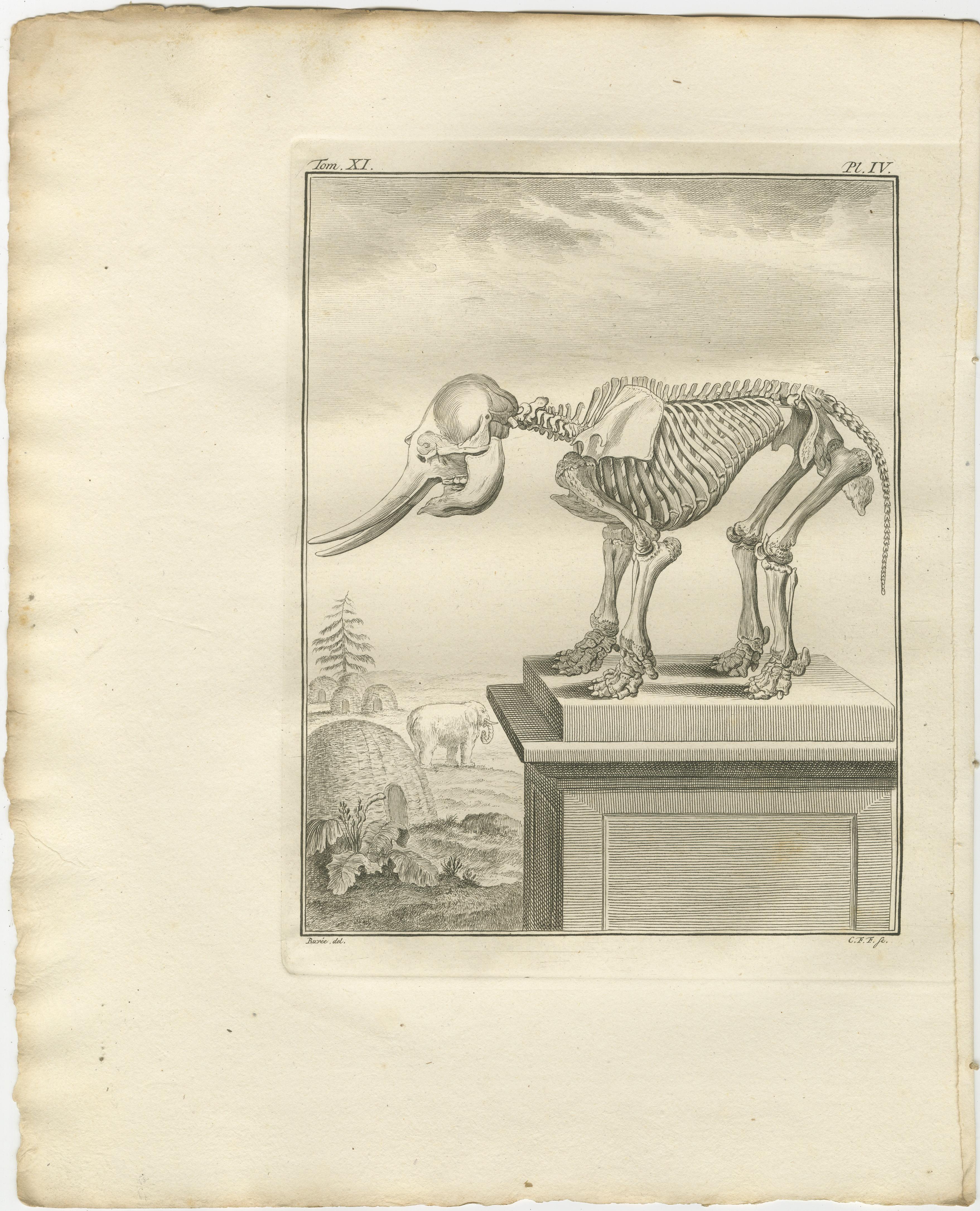 Anspruchsvolles Elefanten-Anatomie-Wandset - Original Buffon-Gravuren, 1769 im Zustand „Gut“ im Angebot in Langweer, NL