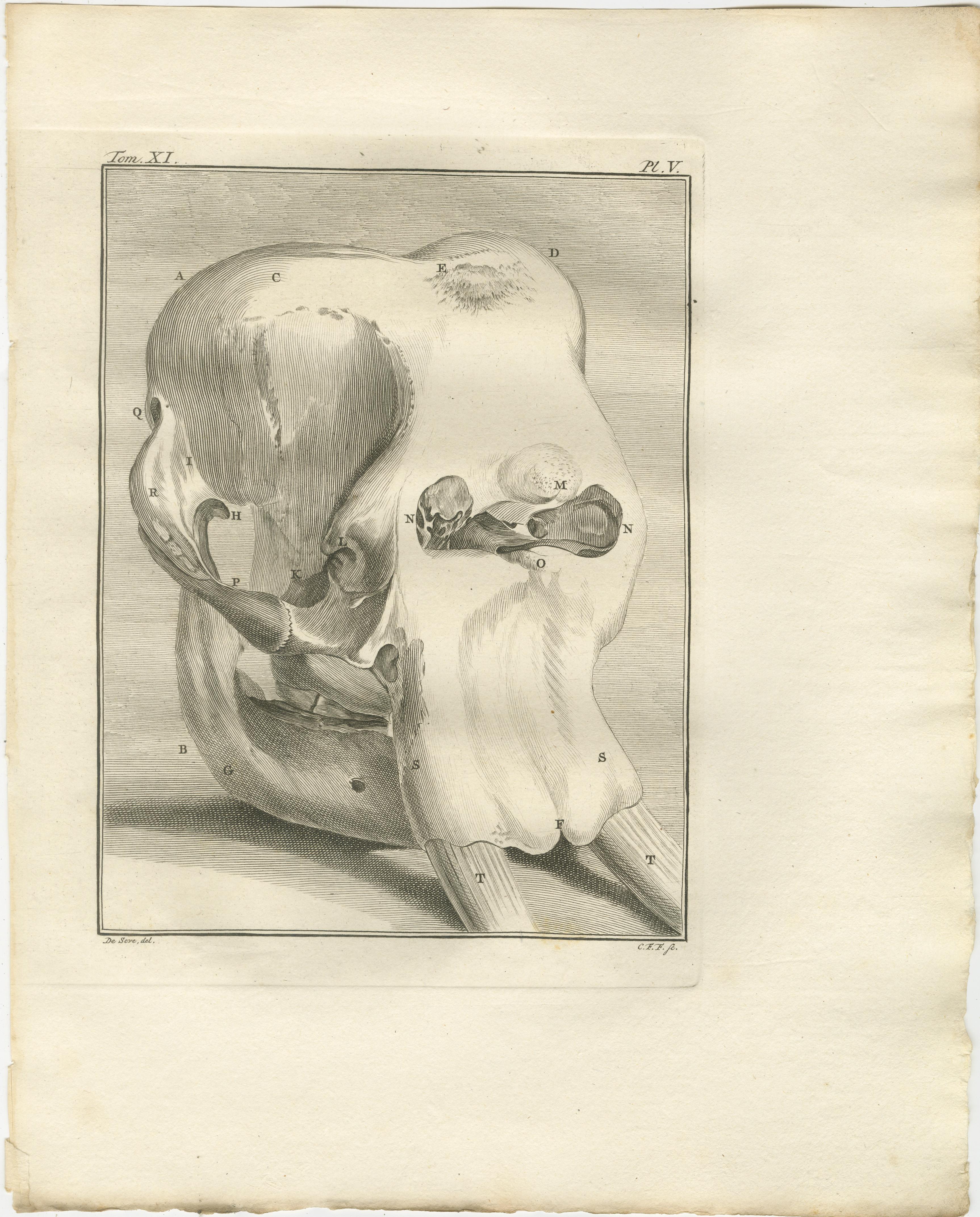 Anspruchsvolles Elefanten-Anatomie-Wandset - Original Buffon-Gravuren, 1769 (18. Jahrhundert) im Angebot