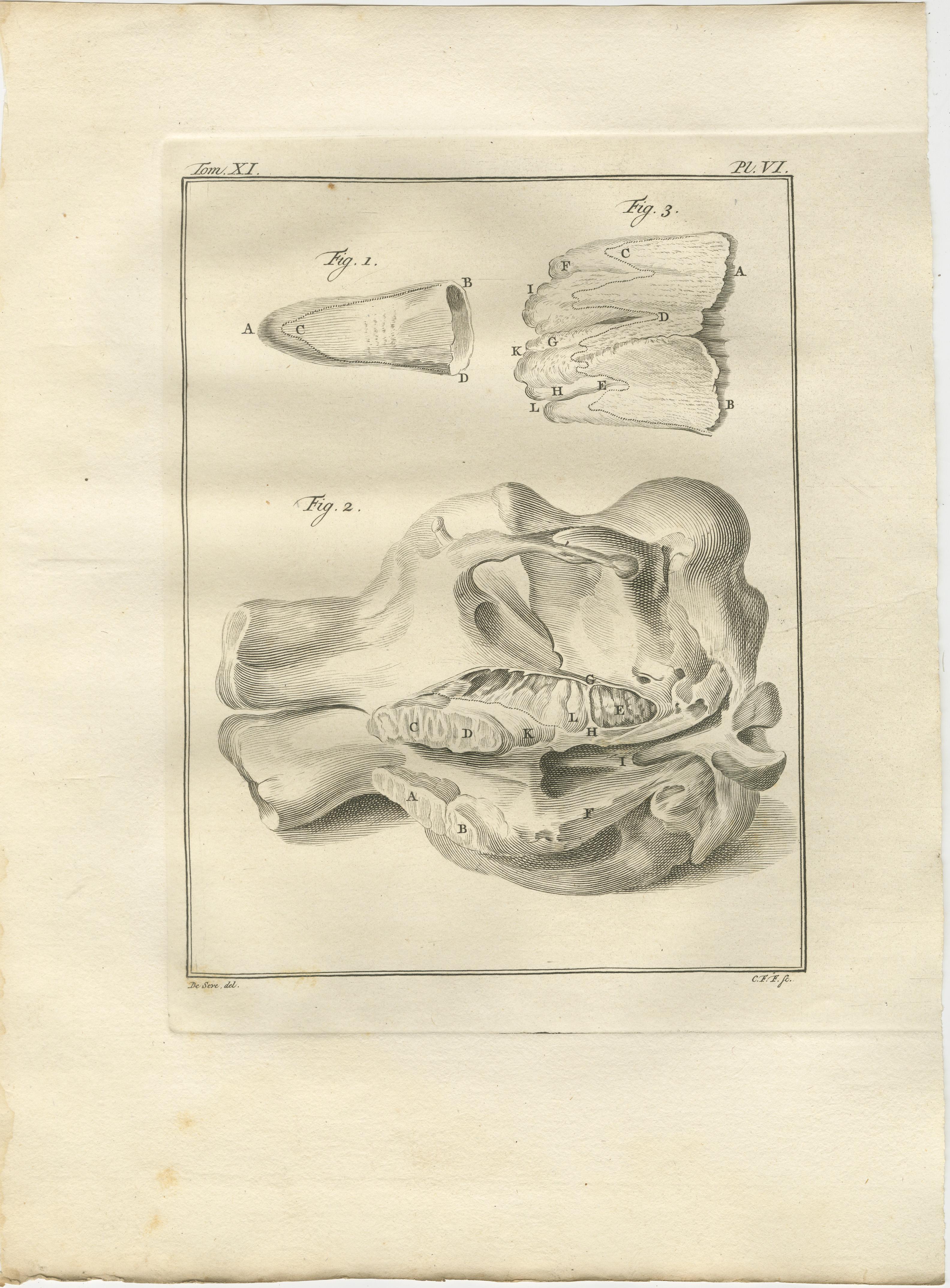 Anspruchsvolles Elefanten-Anatomie-Wandset - Original Buffon-Gravuren, 1769 (Papier) im Angebot