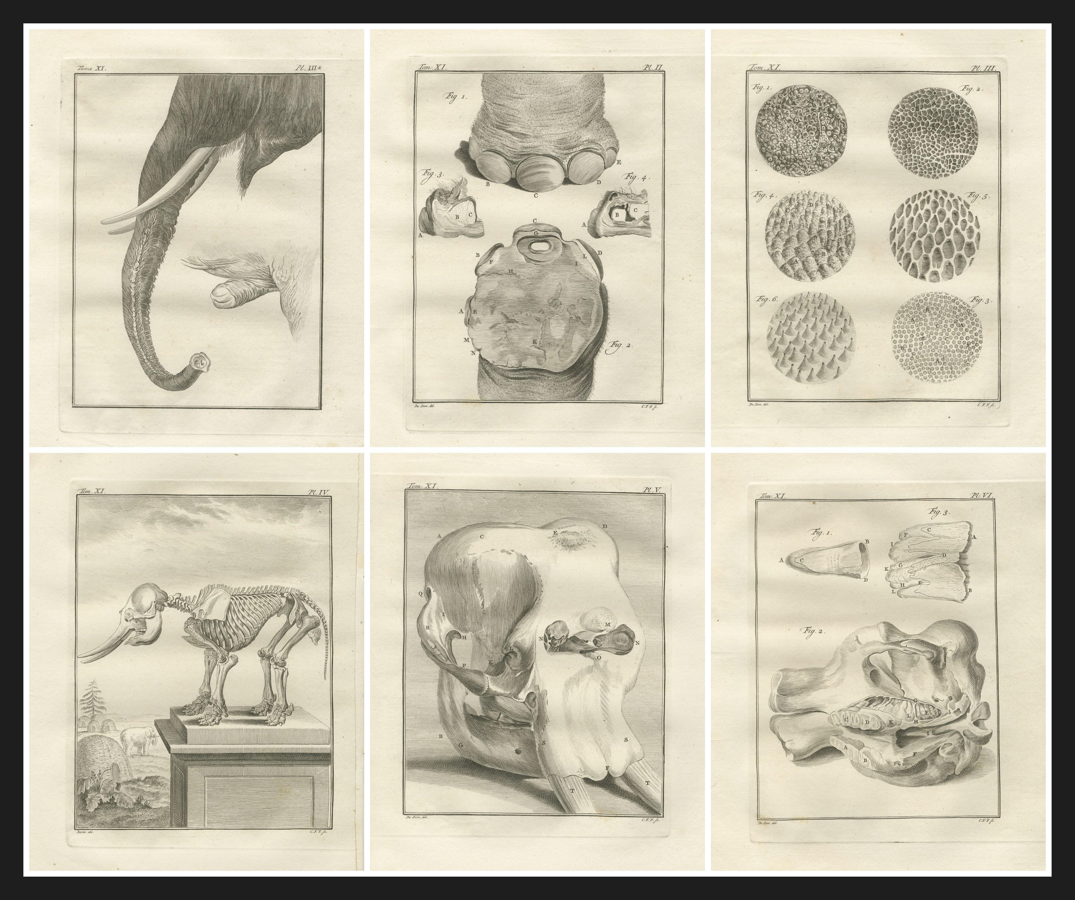 Anspruchsvolles Elefanten-Anatomie-Wandset - Original Buffon-Gravuren, 1769 im Angebot 1