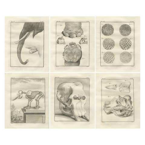 Sophisticated Elephant Anatomy Wall Set – Original Buffon Engravings, 1769
