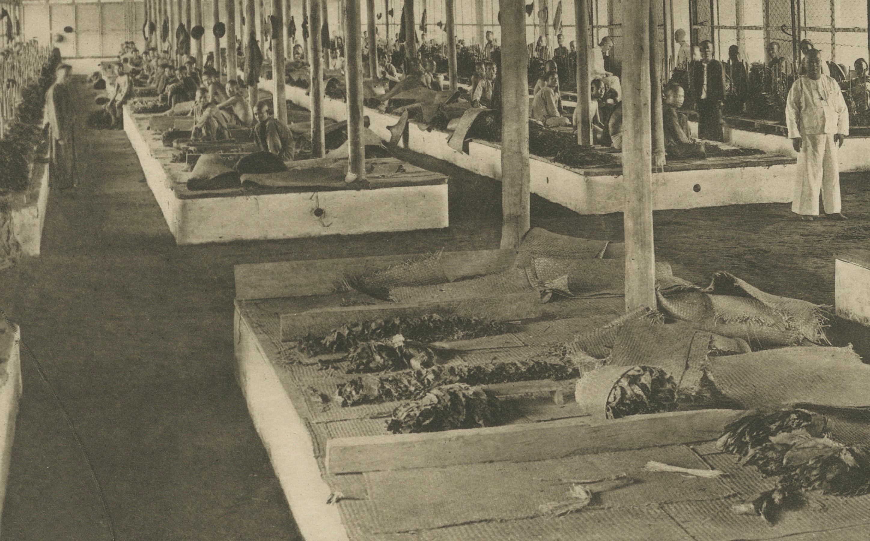 Triage du tabac en longueurs et en couleurs, Sumatra - Photogravure de Kleingrothe c.1900

Cette photogravure originale du début du XXe siècle montre des travailleurs du tabac à l'intérieur d'une grande installation de triage dans une plantation de