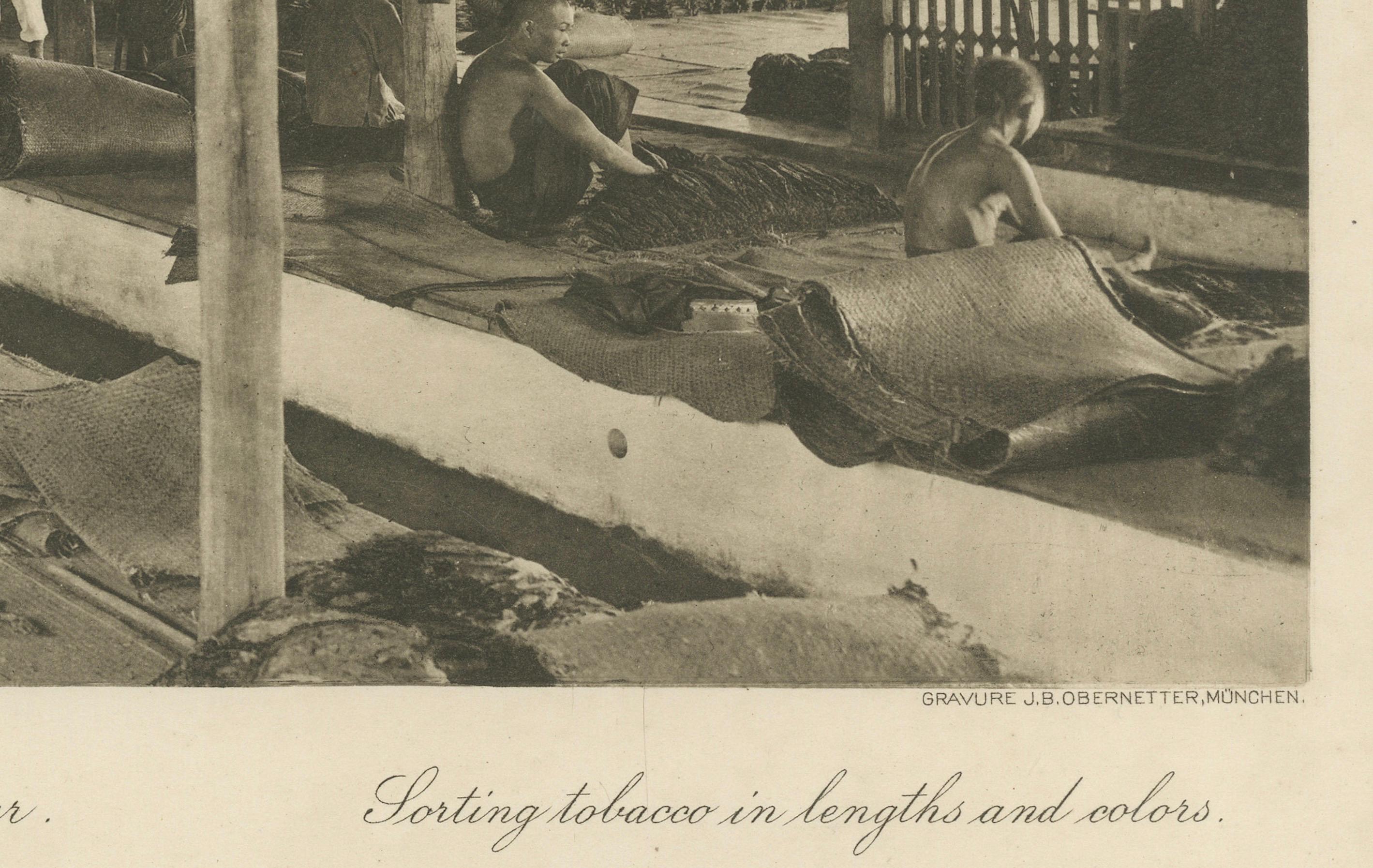 Néerlandais Triage du tabac en longueurs et en couleurs, Sumatra - Photogravure de Kleingrothe c.1900 en vente