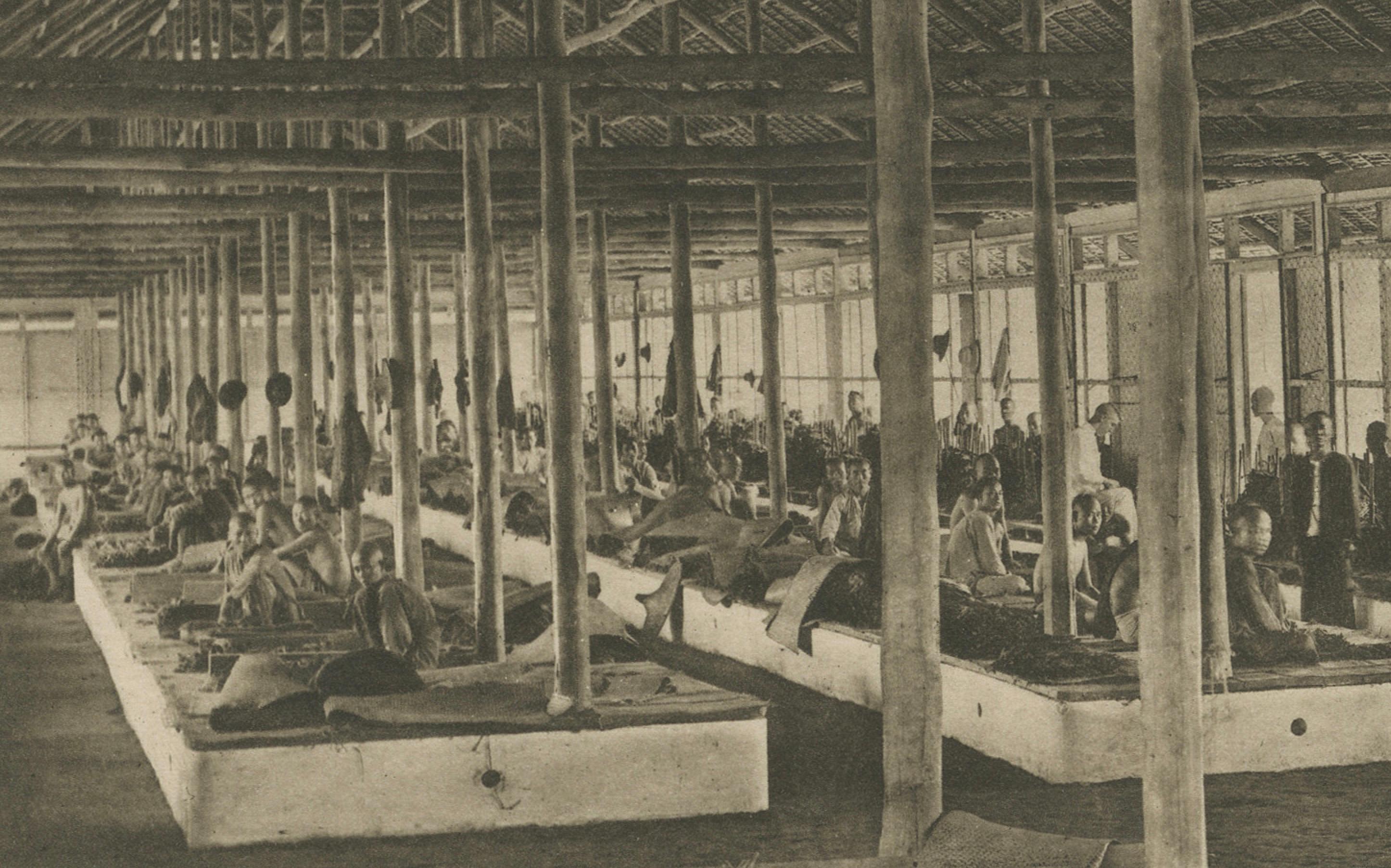 Triage du tabac en longueurs et en couleurs, Sumatra - Photogravure de Kleingrothe c.1900 Bon état - En vente à Langweer, NL