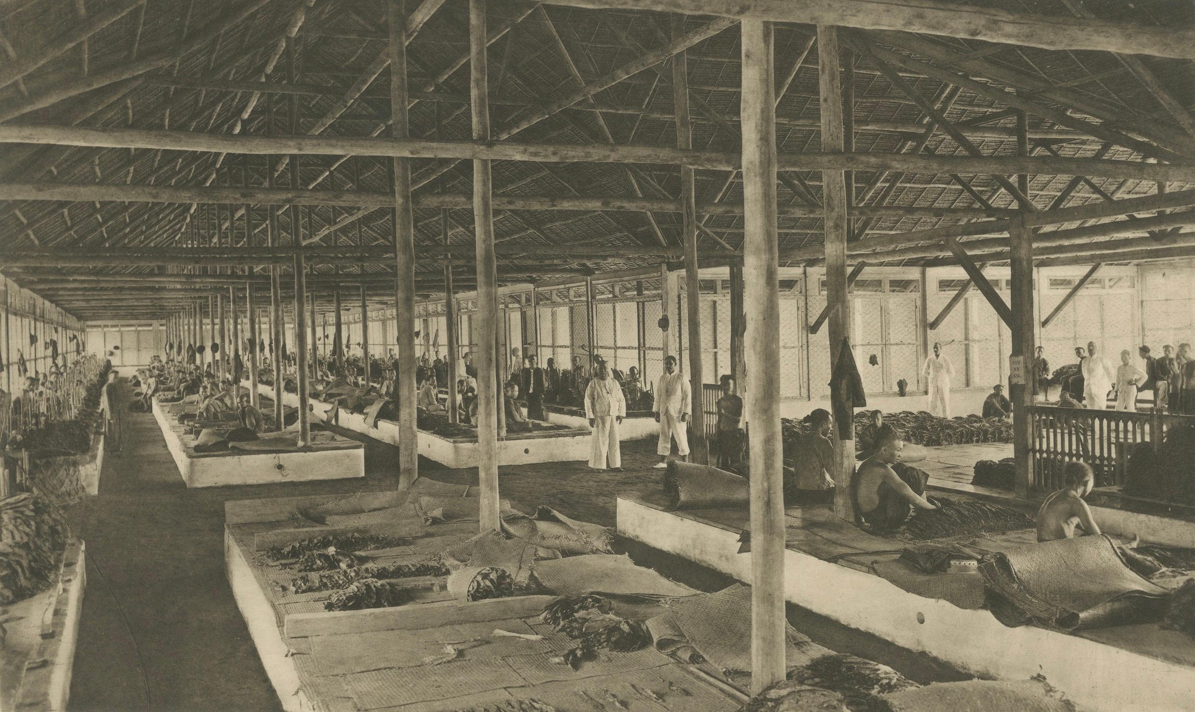 Papier Triage du tabac en longueurs et en couleurs, Sumatra - Photogravure de Kleingrothe c.1900 en vente