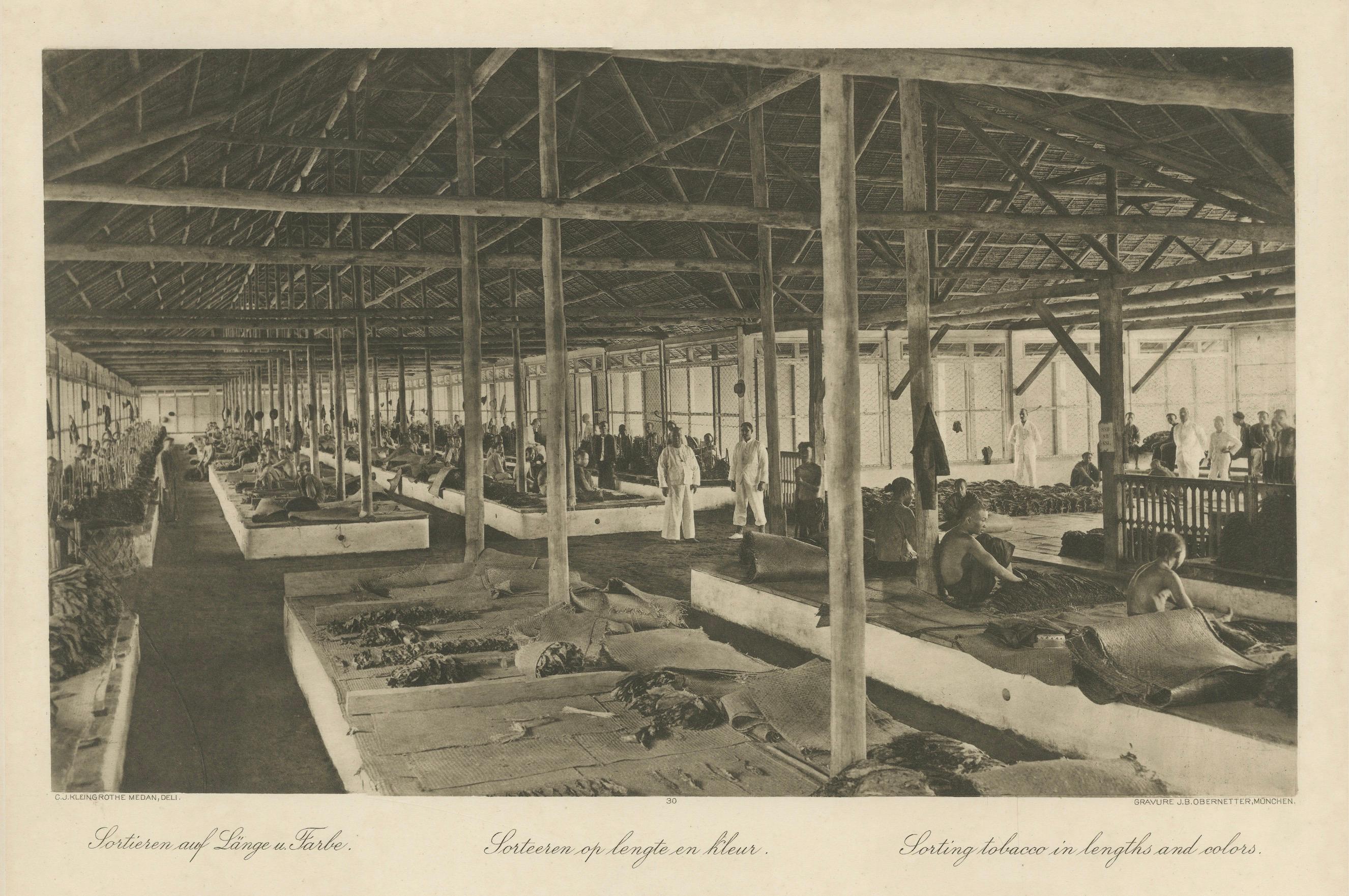 Triage du tabac en longueurs et en couleurs, Sumatra - Photogravure de Kleingrothe c.1900 en vente 1