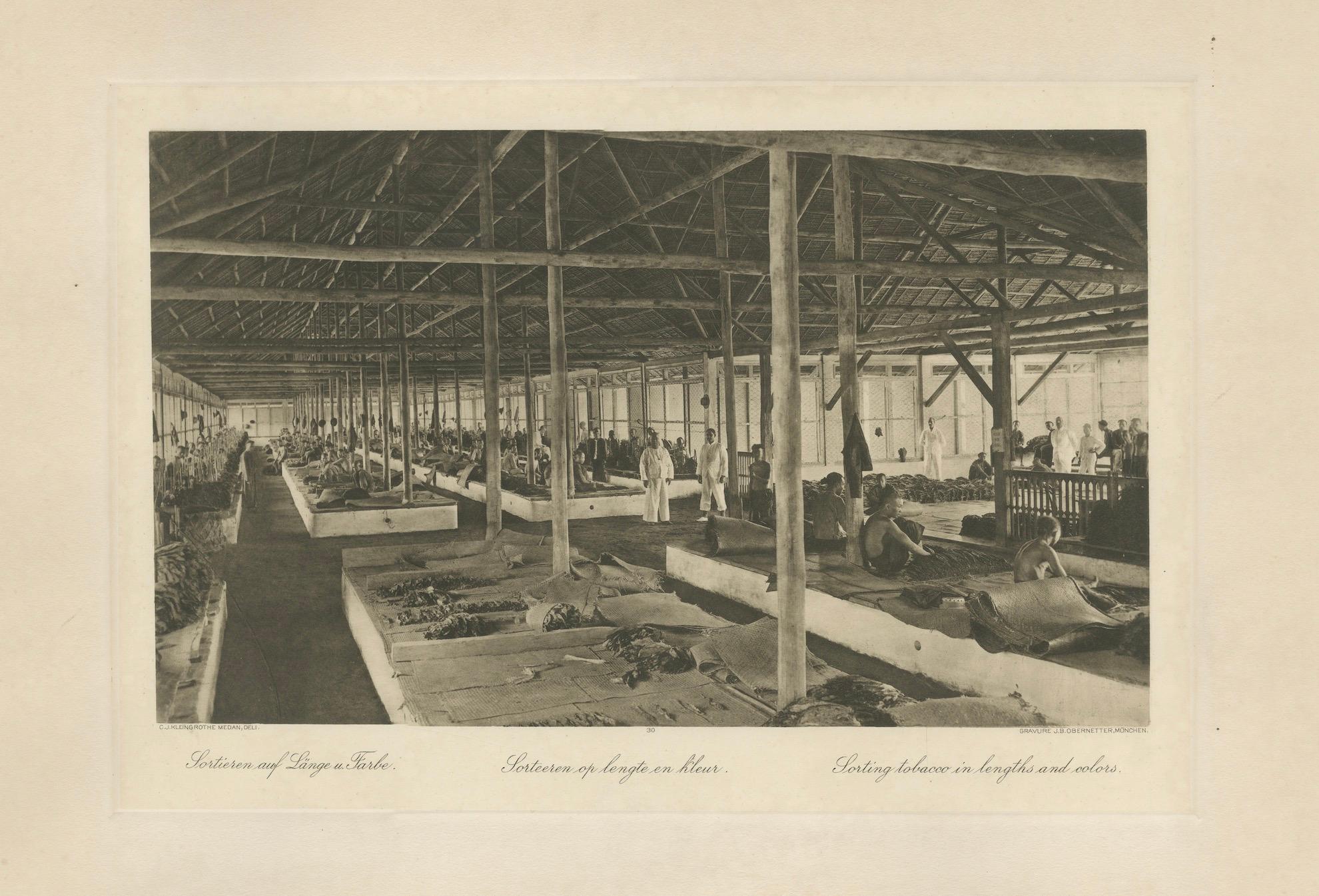 Triage du tabac en longueurs et en couleurs, Sumatra - Photogravure de Kleingrothe c.1900 en vente 2