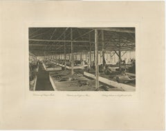 Triage du tabac en longueurs et en couleurs, Sumatra - Photogravure de Kleingrothe c.1900