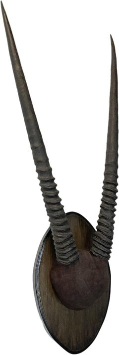 South African Gemsbok Oryx Horns Mount