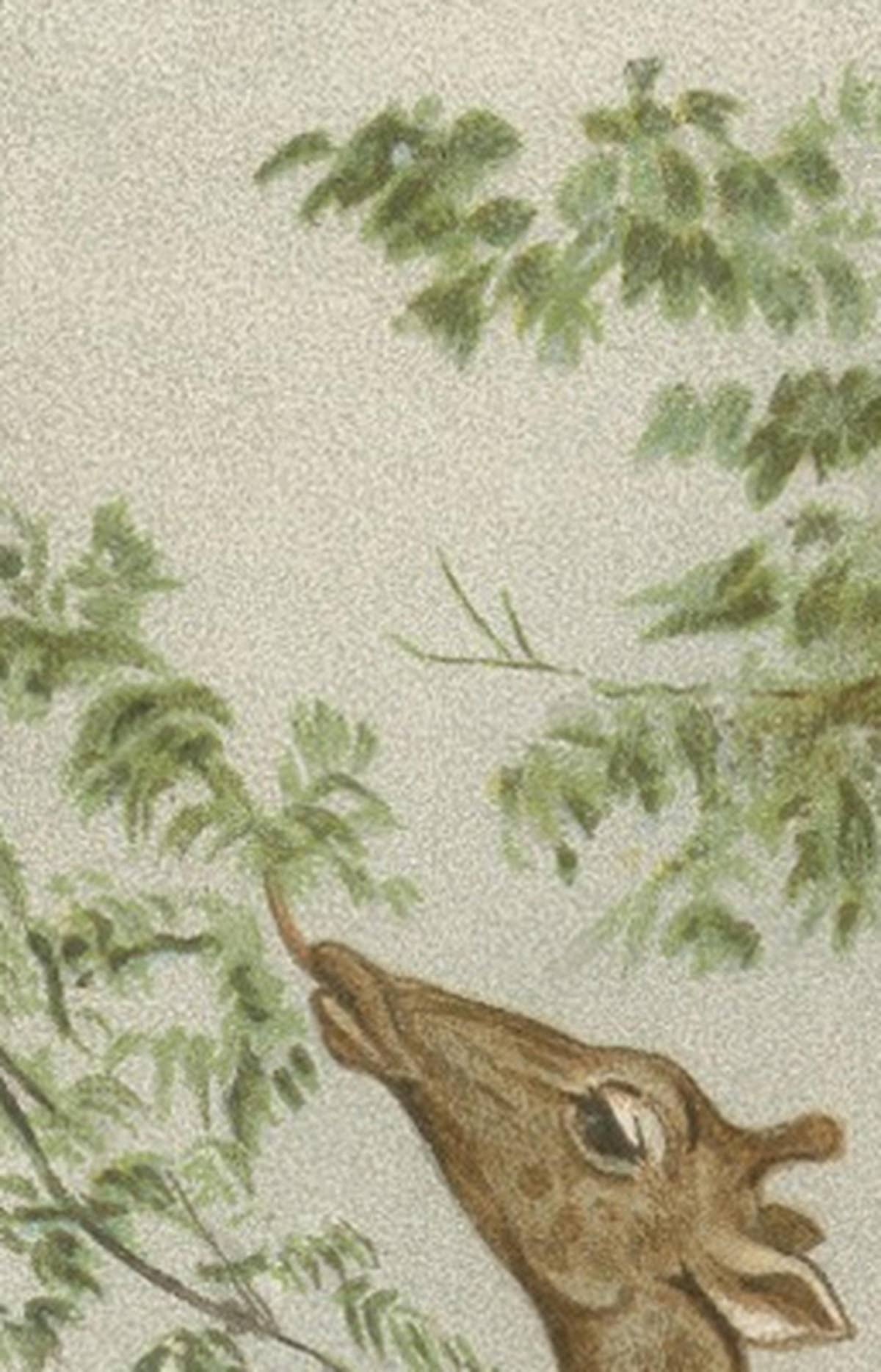 South African Giraffes – Antique Safari Chromolithograph, 1894