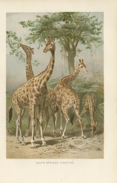 South African Giraffes – Antique Safari Chromolithograph, 1894
