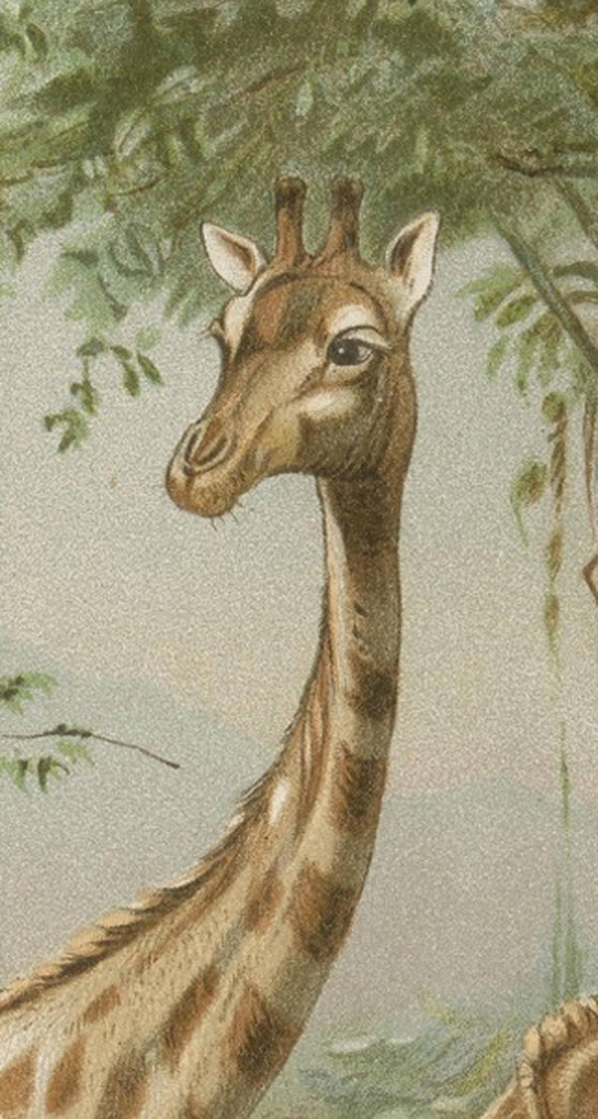 South African Giraffes – Antique Safari Chromolithograph, 1894