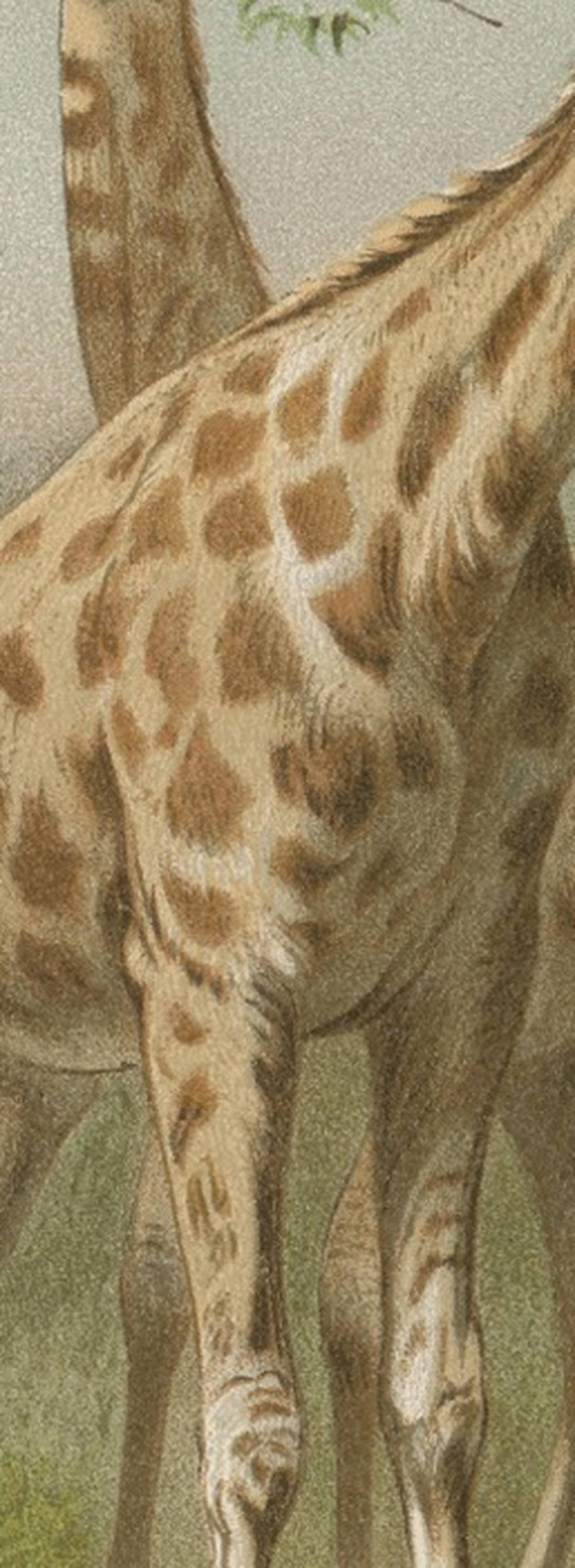 South African Giraffes – Antique Safari Chromolithograph, 1894
