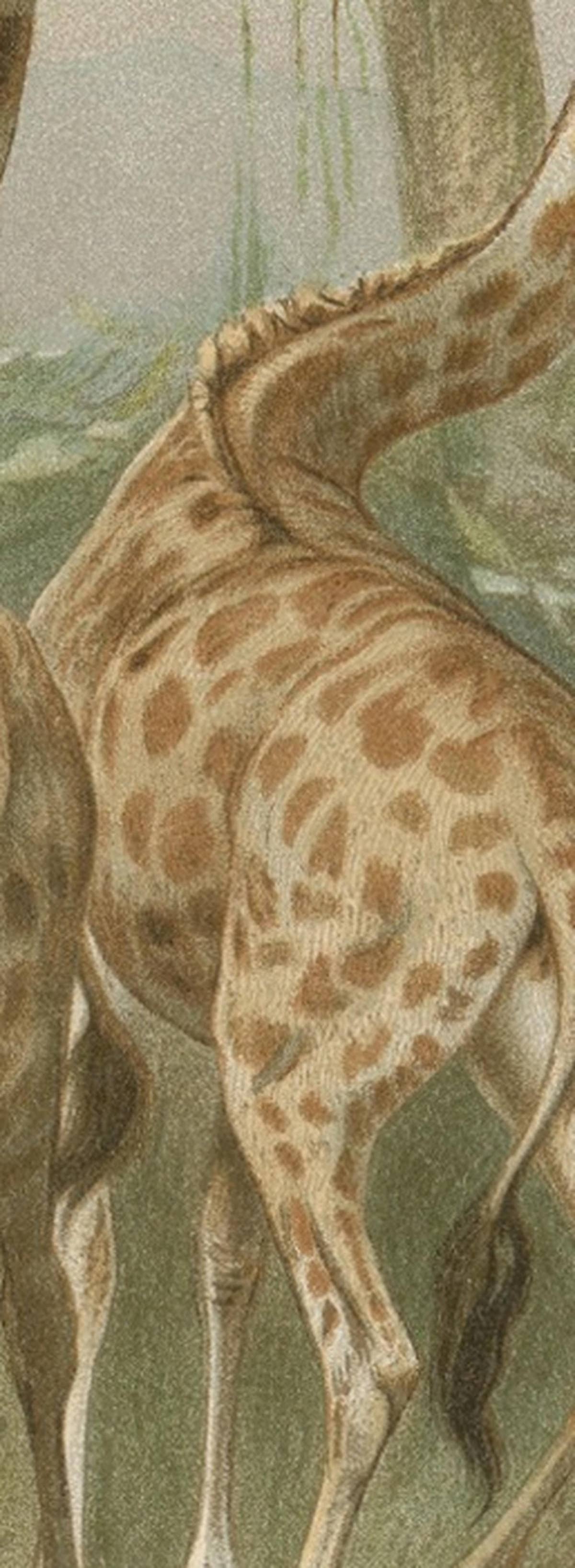 South African Giraffes – Antique Safari Chromolithograph, 1894