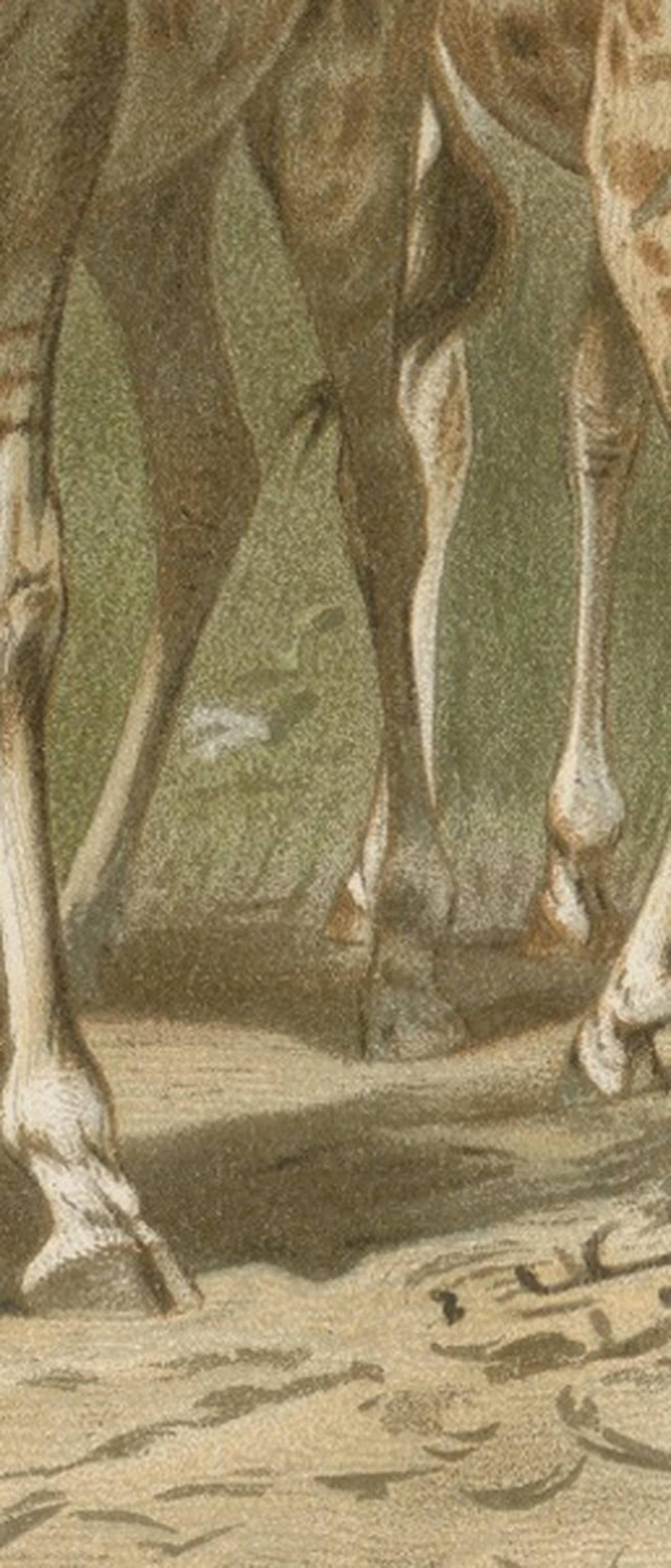 South African Giraffes – Antique Safari Chromolithograph, 1894