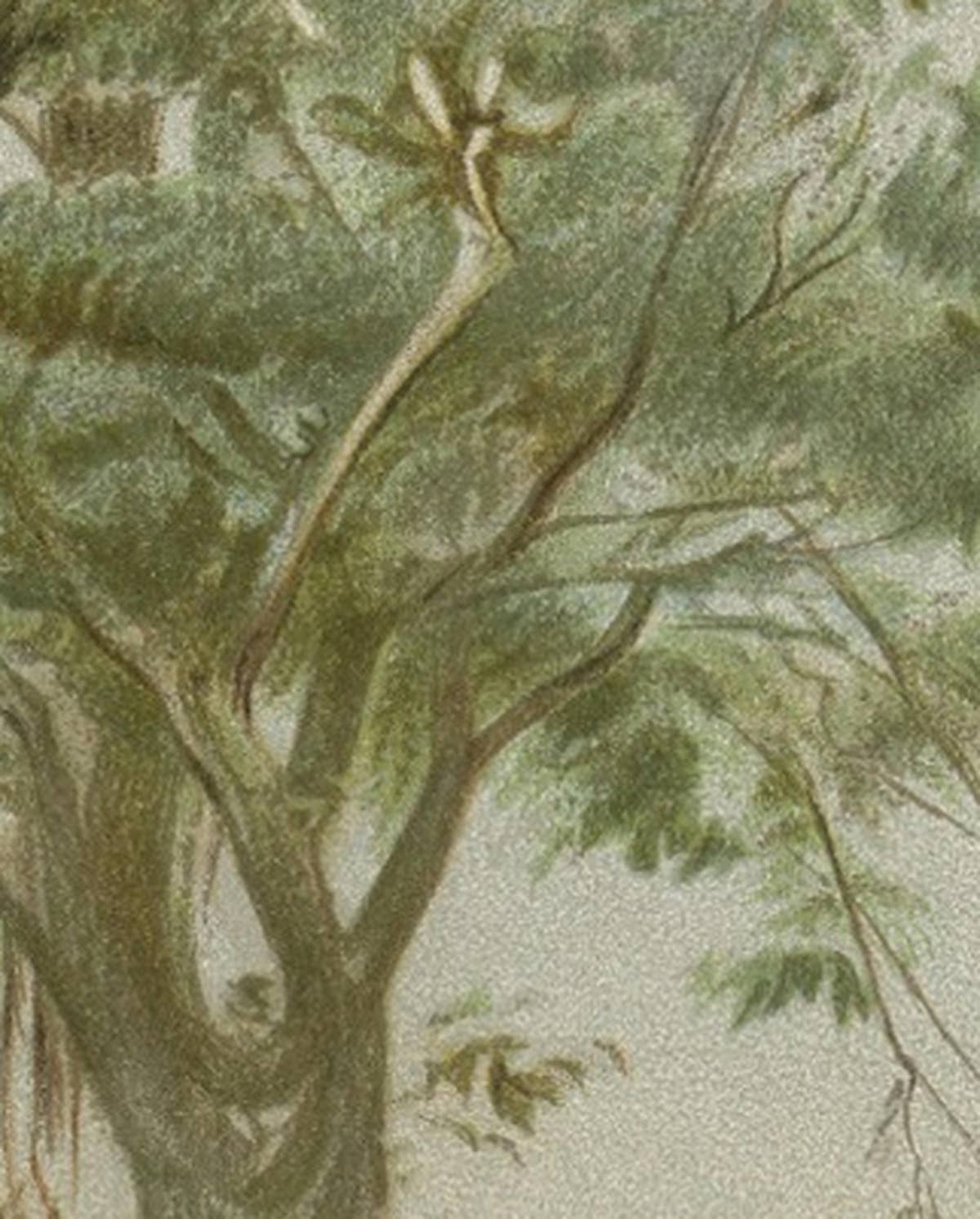 South African Giraffes – Antique Safari Chromolithograph, 1894