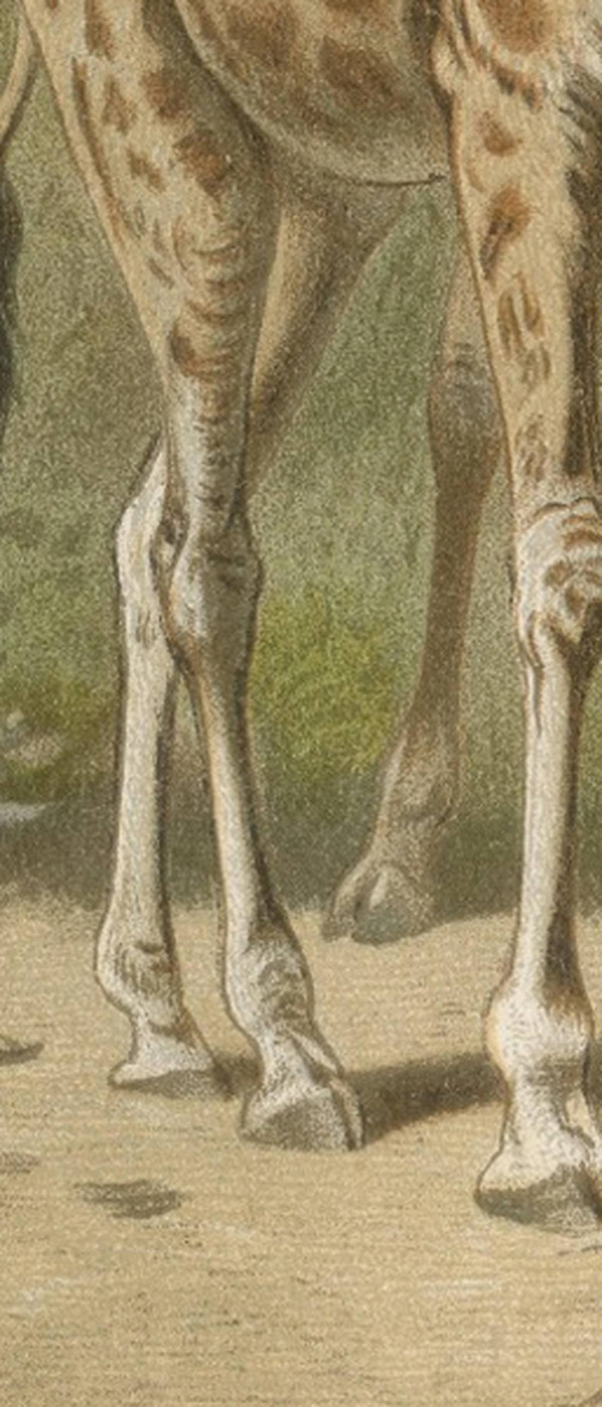 South African Giraffes – Antique Safari Chromolithograph, 1894