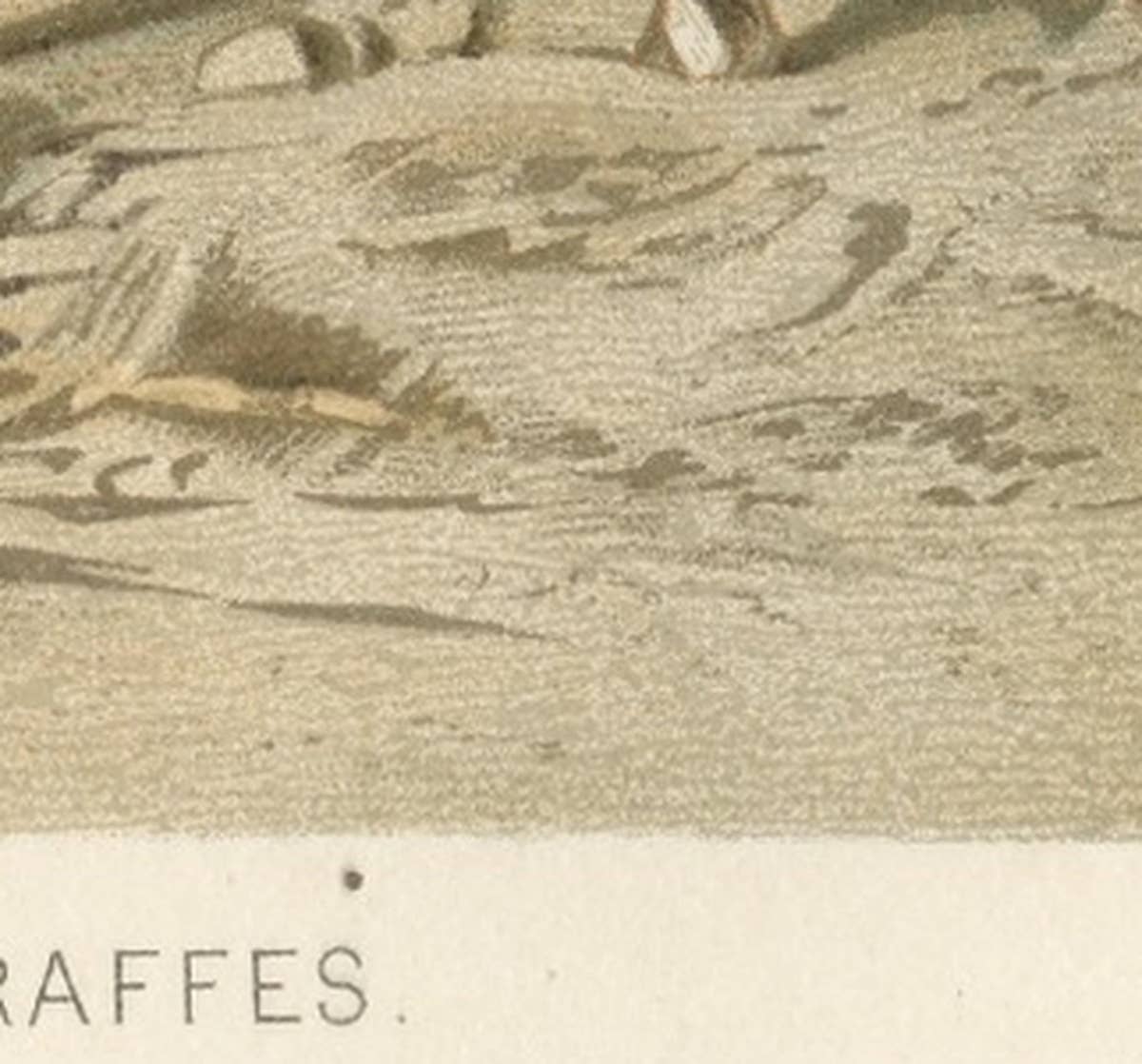 South African Giraffes – Antique Safari Chromolithograph, 1894