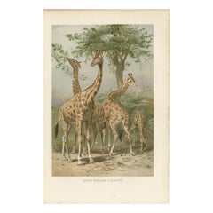 South African Giraffes – Antique Safari Chromolithograph, 1894