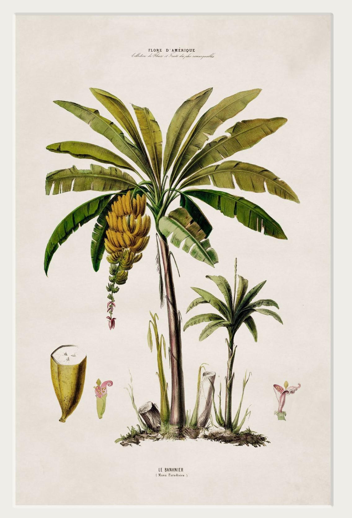 This is a digitally remastered print of a Banana Palm referenced from a French print dating to circa 1843

Prints of this style were originally printed in black and white and then hand painted over the top to give them bright vibrant colours.