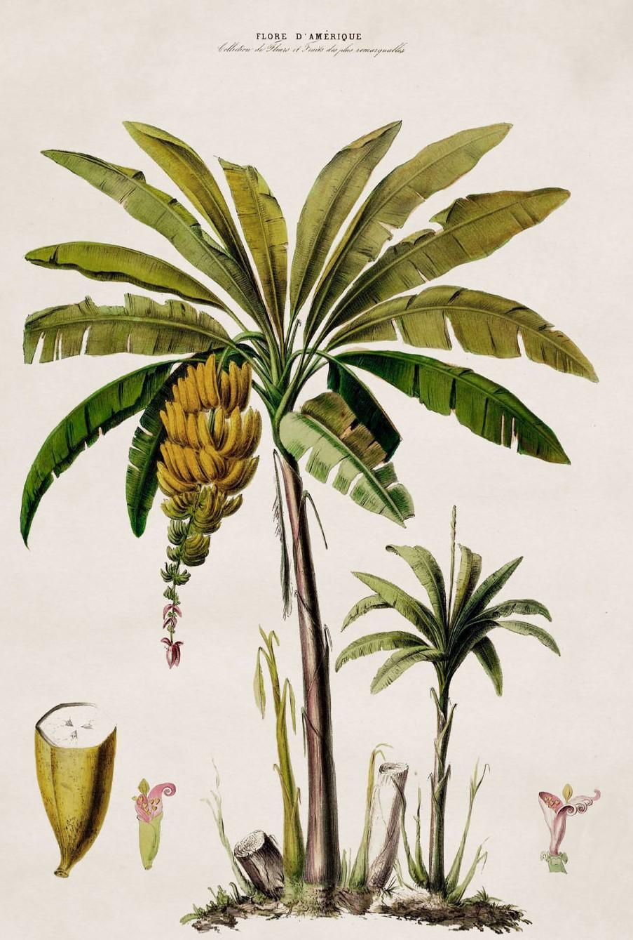 Südamerikanische südamerikanische Banana- Palmenbaum-Rahmendruck aus der Zeit um 1843, neu (Amerikanisch Kolonial) im Angebot