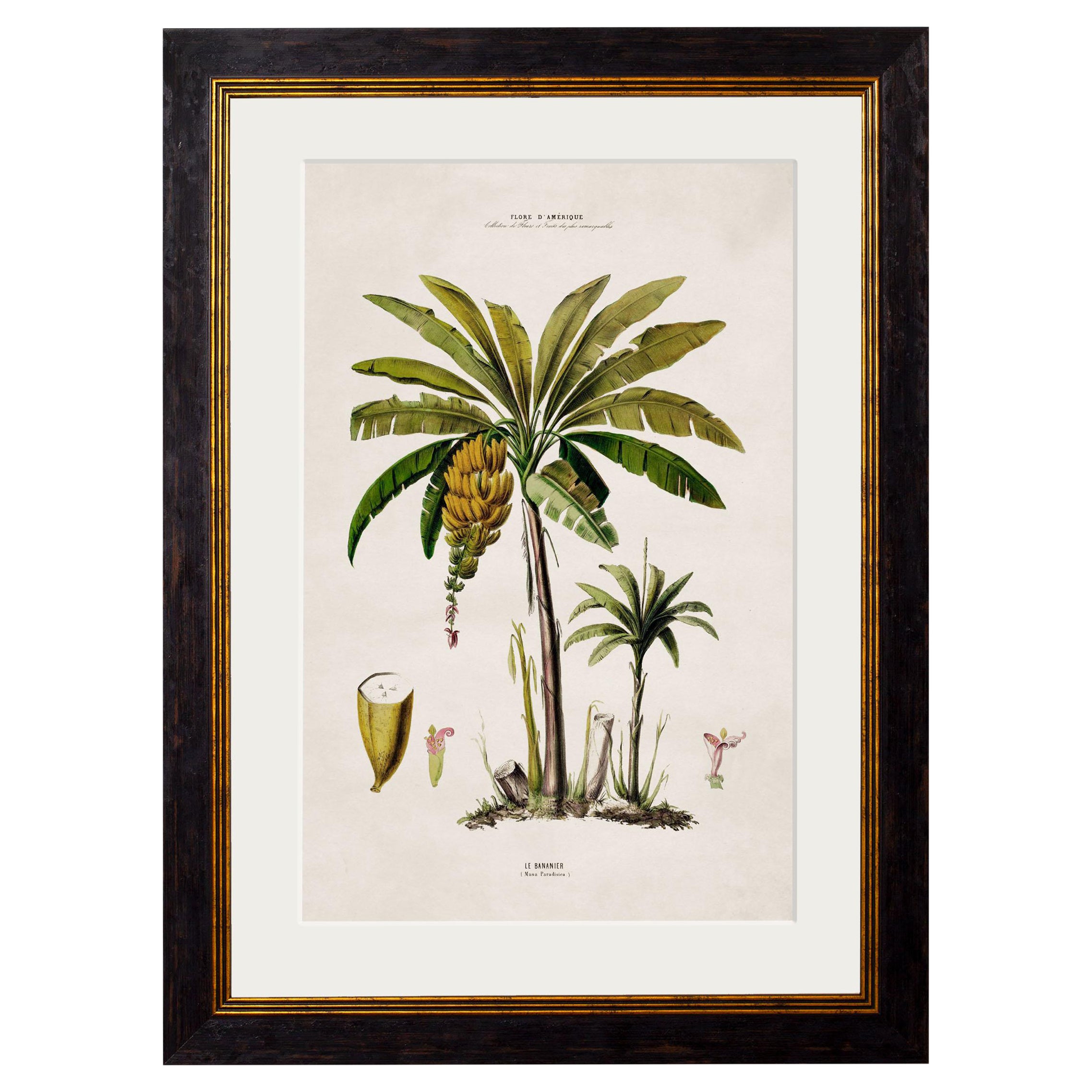 South American Banana Palm Tree Framed Print from C 1843 Study, New For Sale
