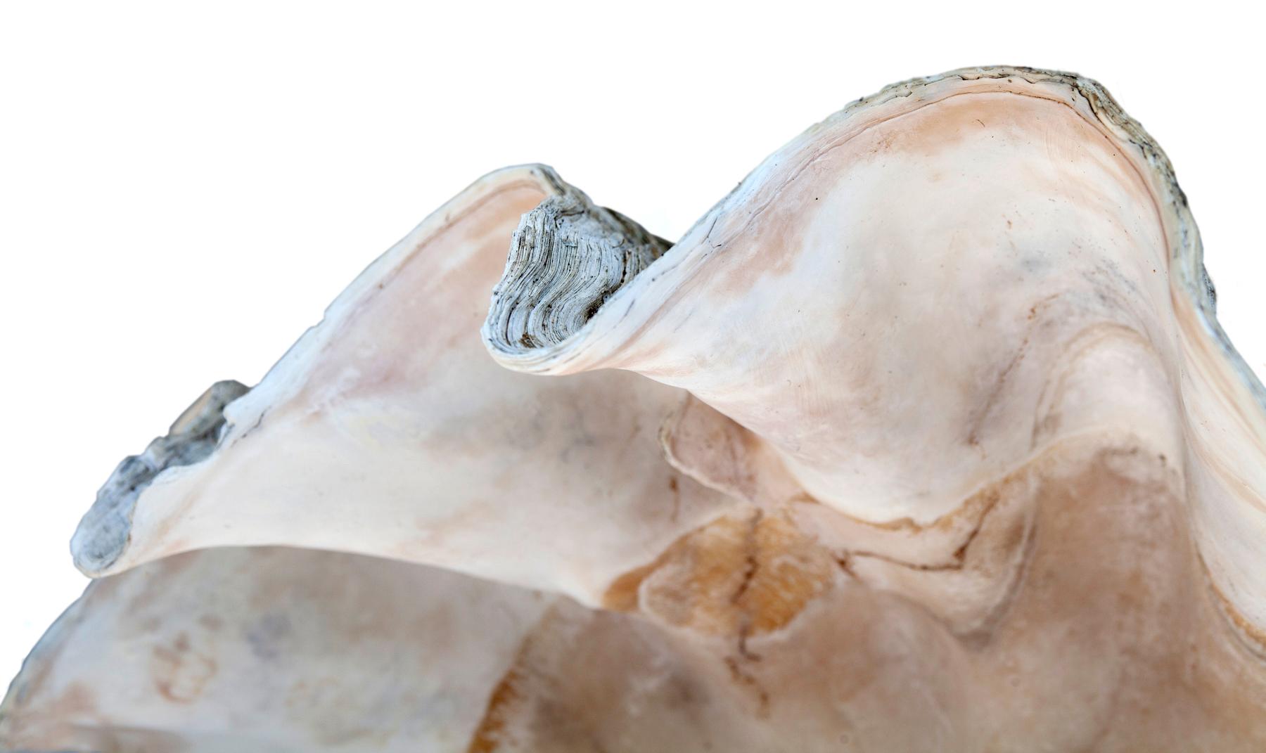 Südpazifisches natürliches Muschel-Muschel-Exemplar in Muschelform im Angebot 5