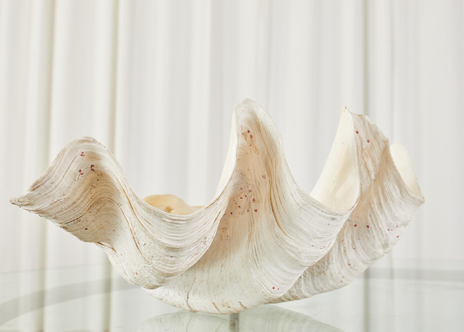 South Pacific Natural Giant Clam Shell Specimen 5