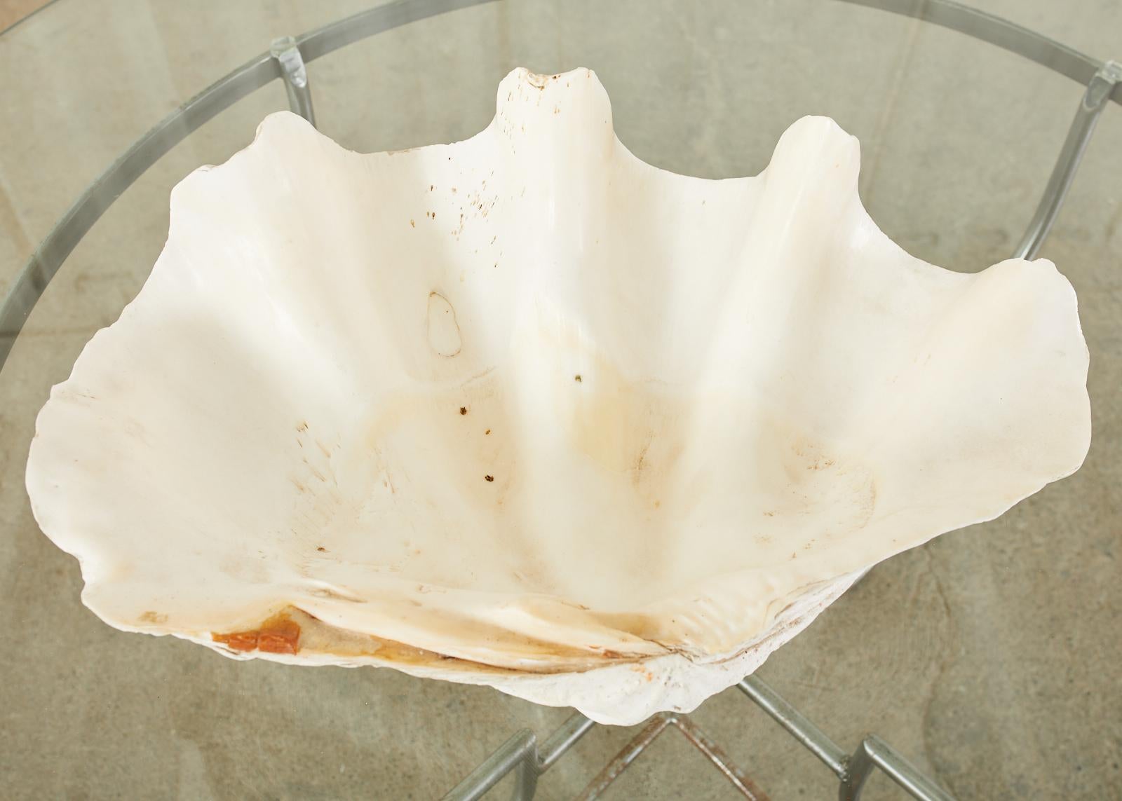 South Pacific Natural Giant Clam Shell Specimen 6