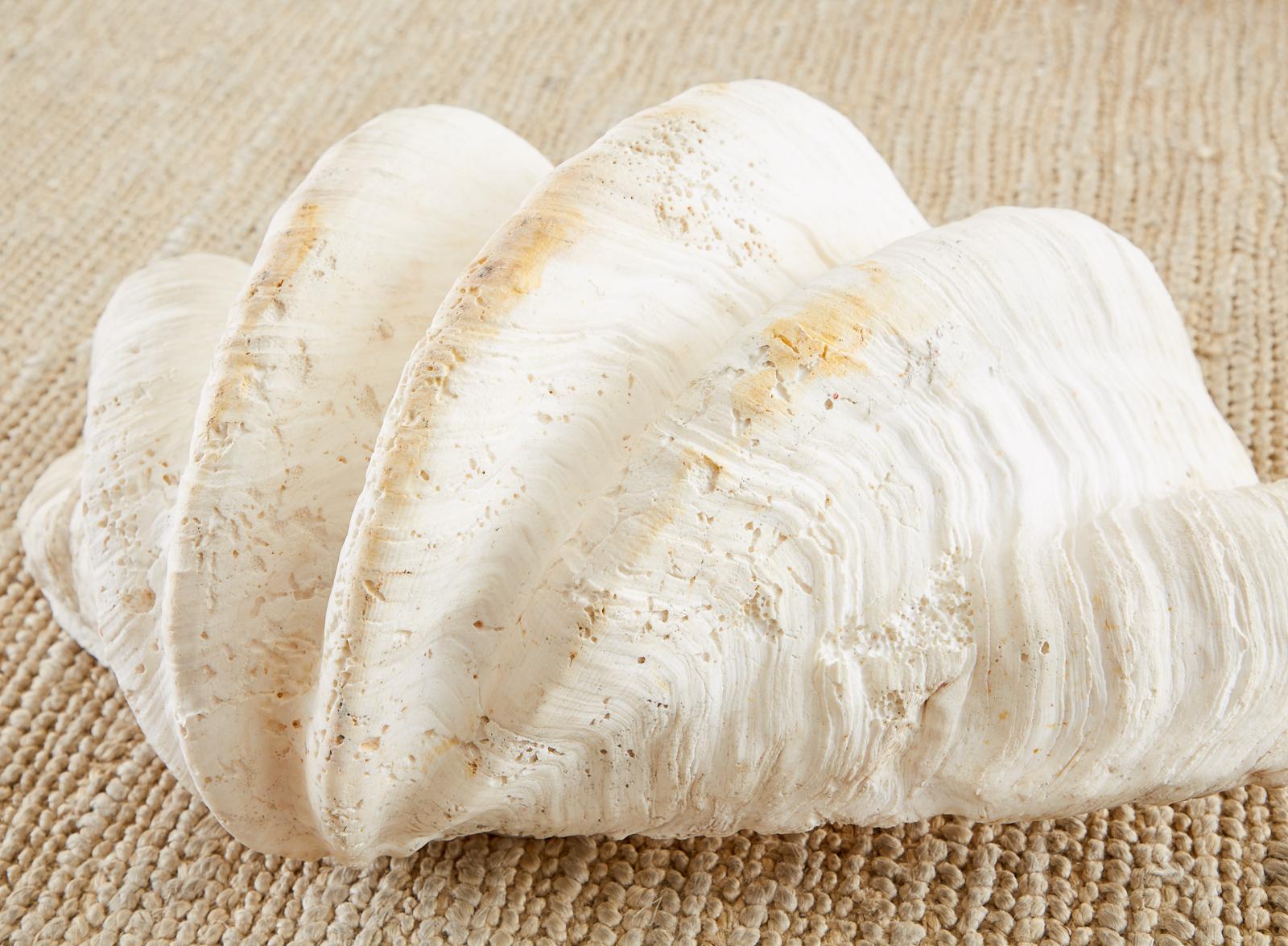 South Pacific Natural Giant Clam Shell Specimen 7