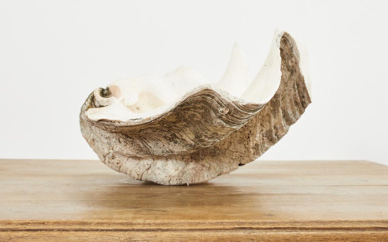 South Pacific Natural Giant Clam Shell Specimen For Sale 10