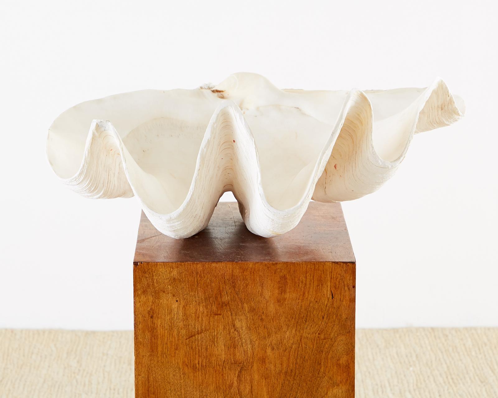 Gorgeous natural giant clam shell specimen from the South Pacific seas. Features a lovely creamy white finish with a soft patina. Great for display. From an estate in San Francisco, CA.