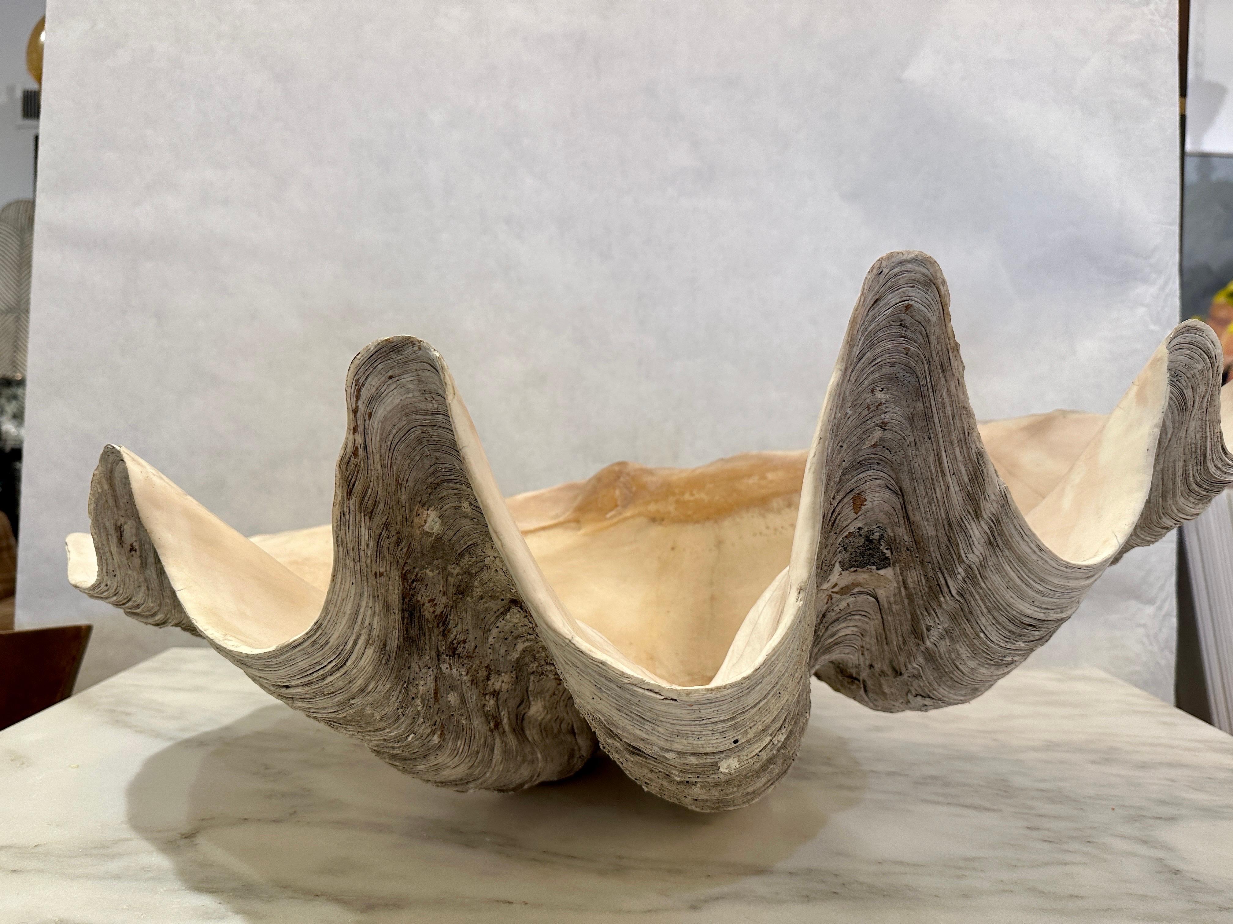 This giant Pacific clam shell is all natural and with wonderful details.  THIS ITEM IS LOCATED AND WILL SHIP FROM OUR MIAMI, FLORIDA SHOWROOM.

