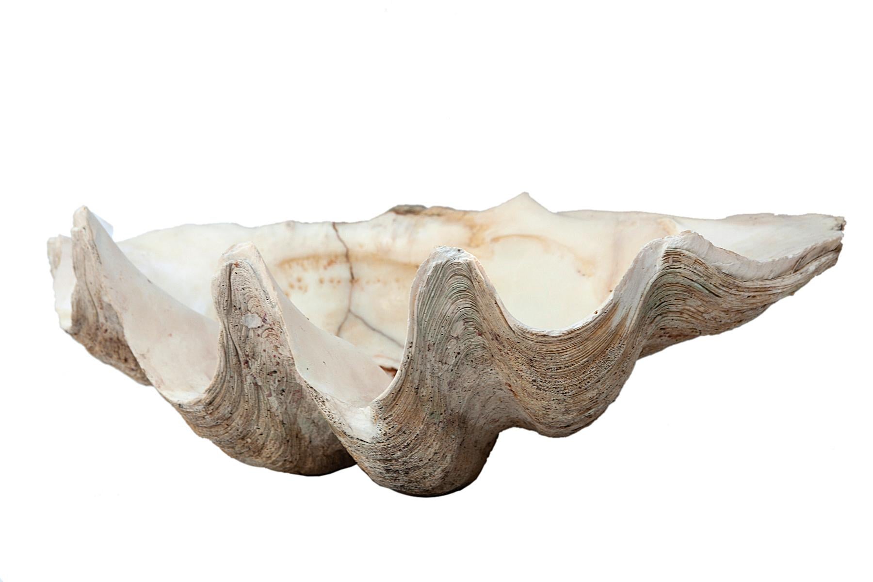 Südpazifisches natürliches Muschel-Muschel-Exemplar in Muschelform im Zustand „Gut“ im Angebot in Malibu, CA