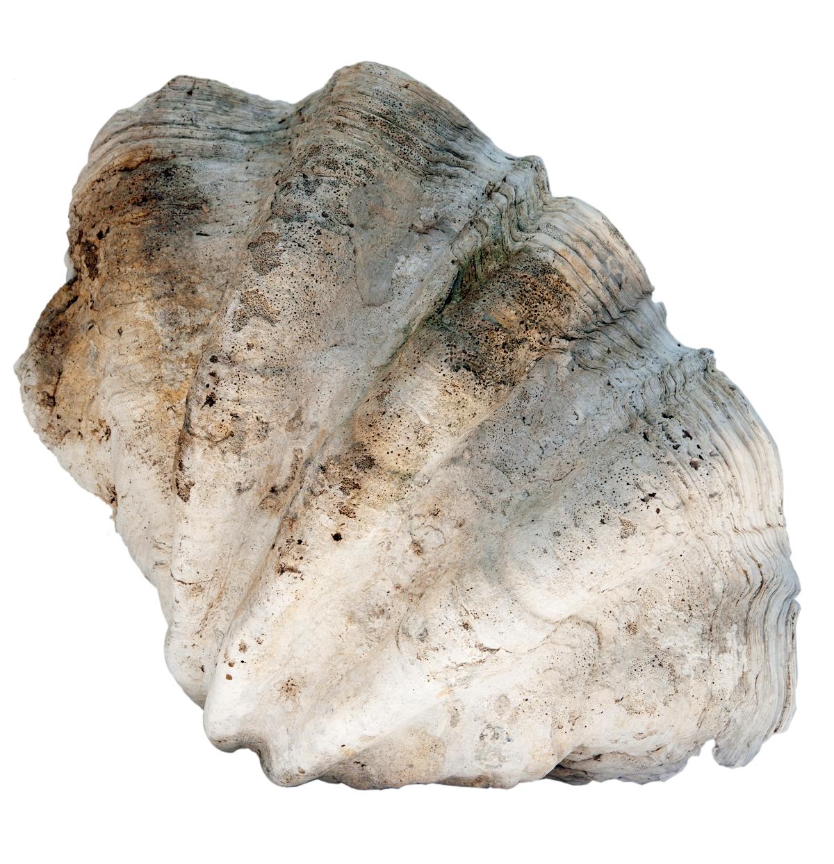 South Pacific Natural Giant Clam Shell Specimen In Good Condition In Malibu, CA