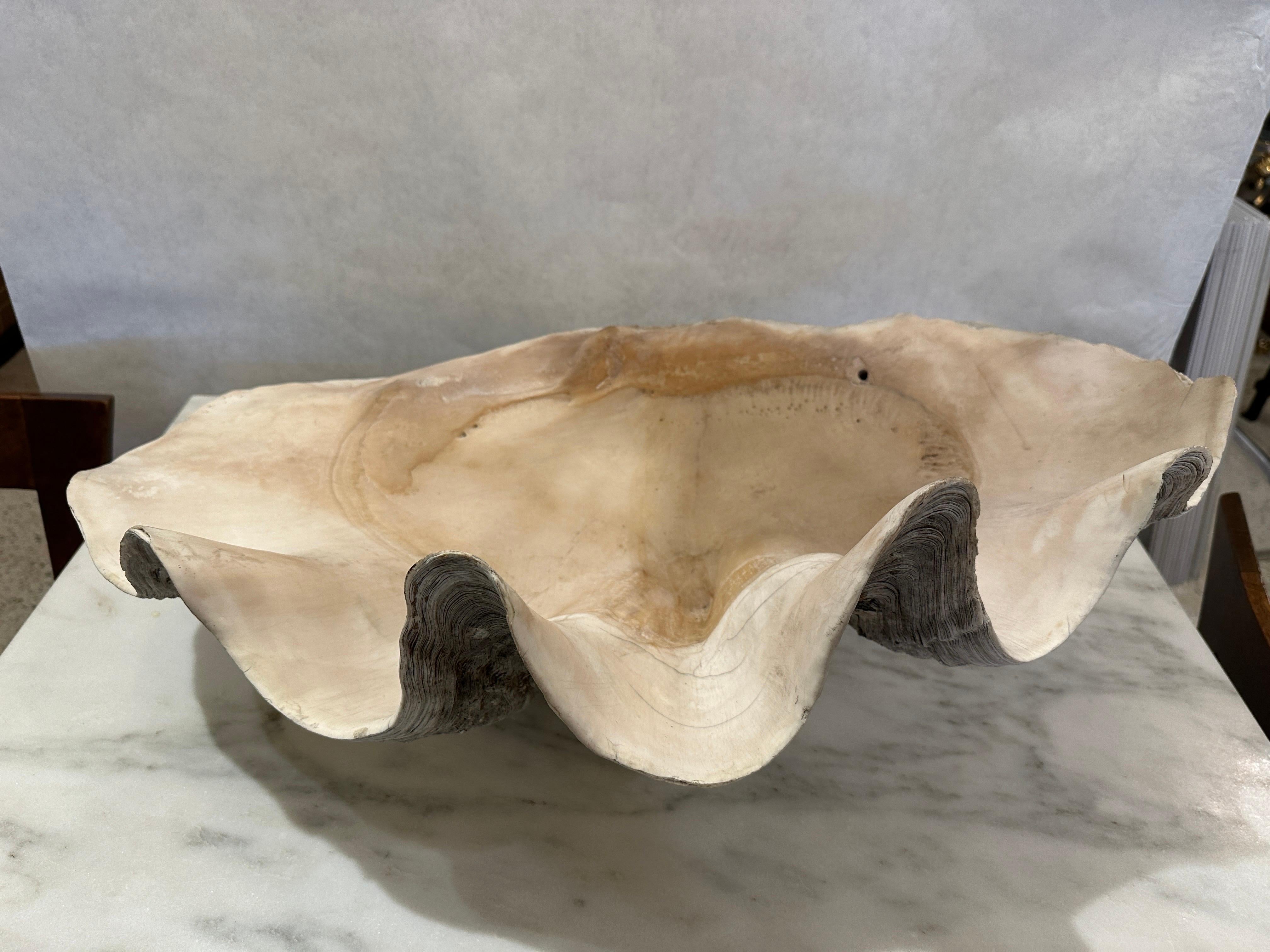 Pacific Islands South Pacific Natural Giant Clam Shell Specimen For Sale