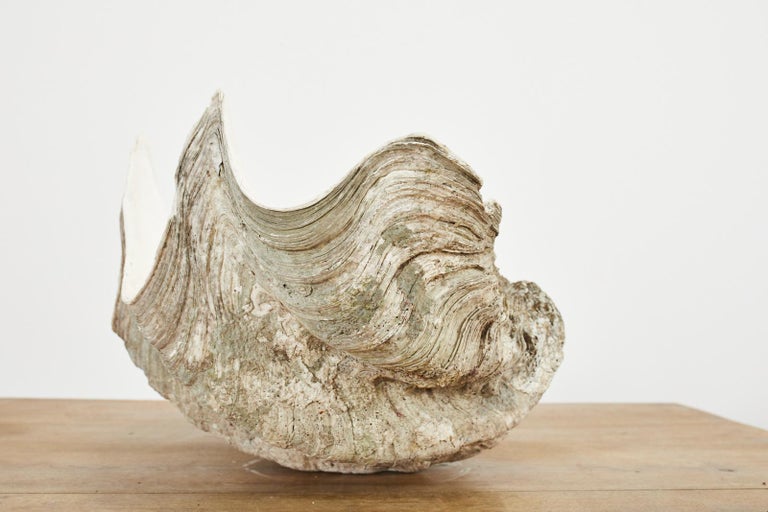 Asian South Pacific Natural Giant Clam Shell Specimen For Sale