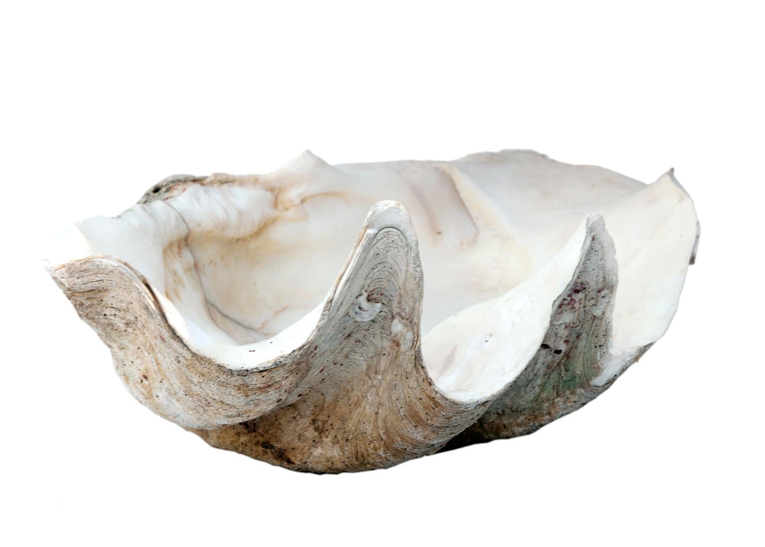 Südpazifisches natürliches Muschel-Muschel-Exemplar in Muschelform (19. Jahrhundert) im Angebot
