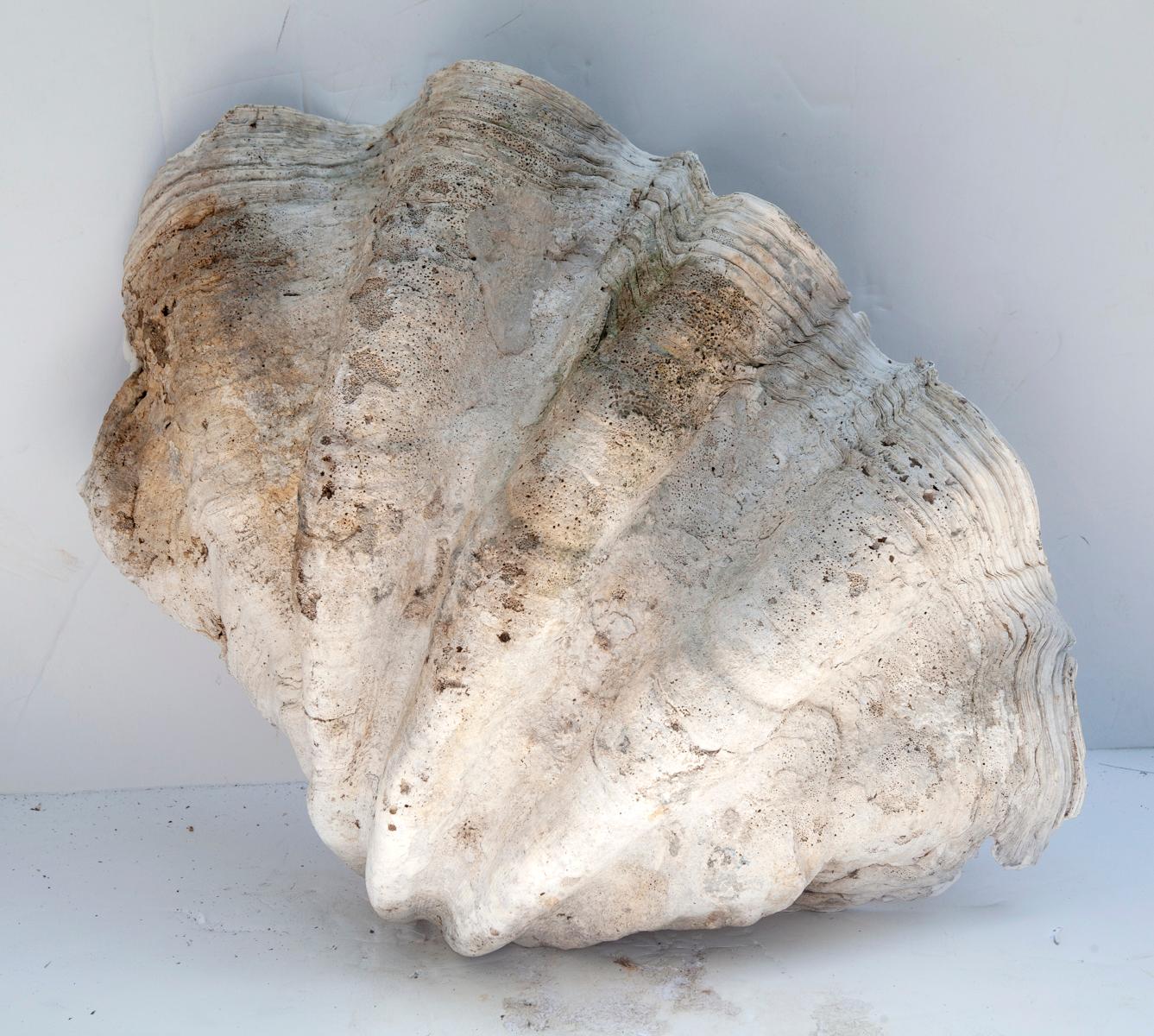 Mid-19th Century South Pacific Natural Giant Clam Shell Specimen