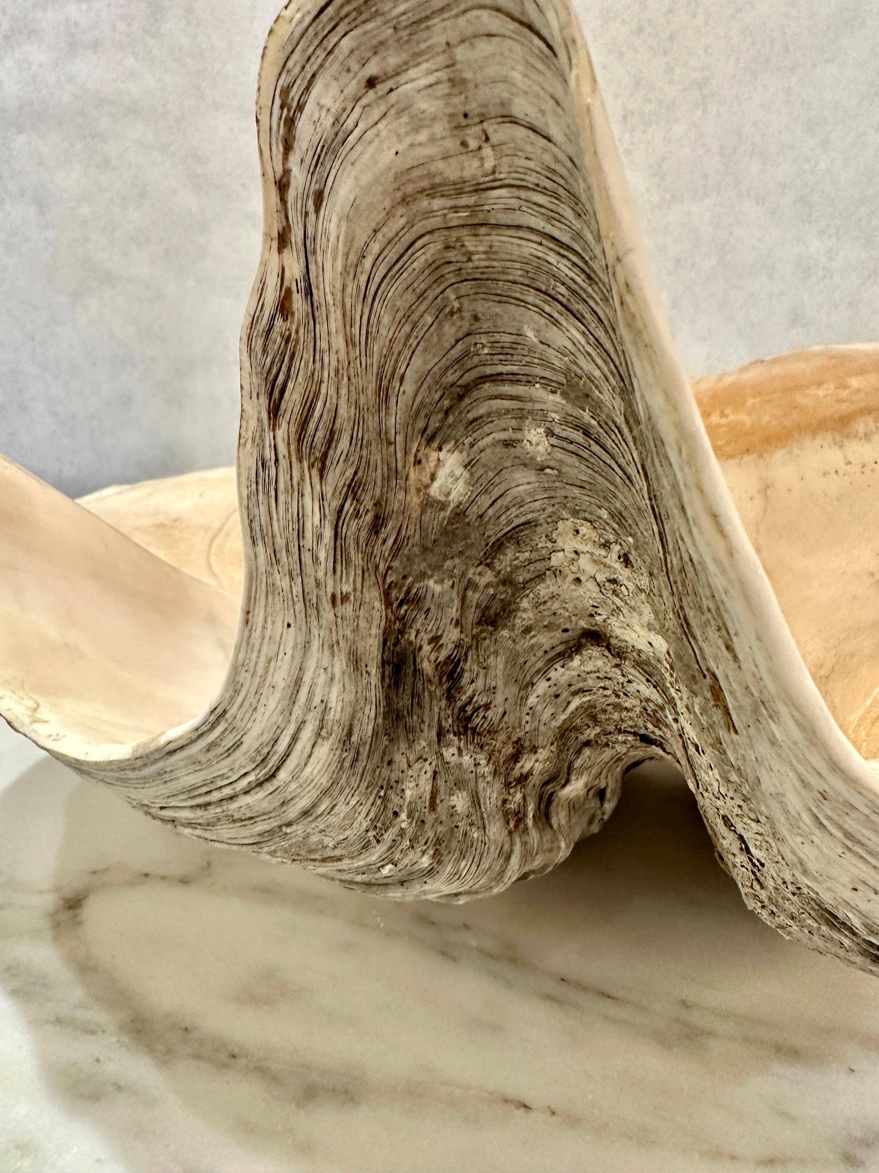 South Pacific Natural Giant Clam Shell Specimen In Good Condition For Sale In East Hampton, NY
