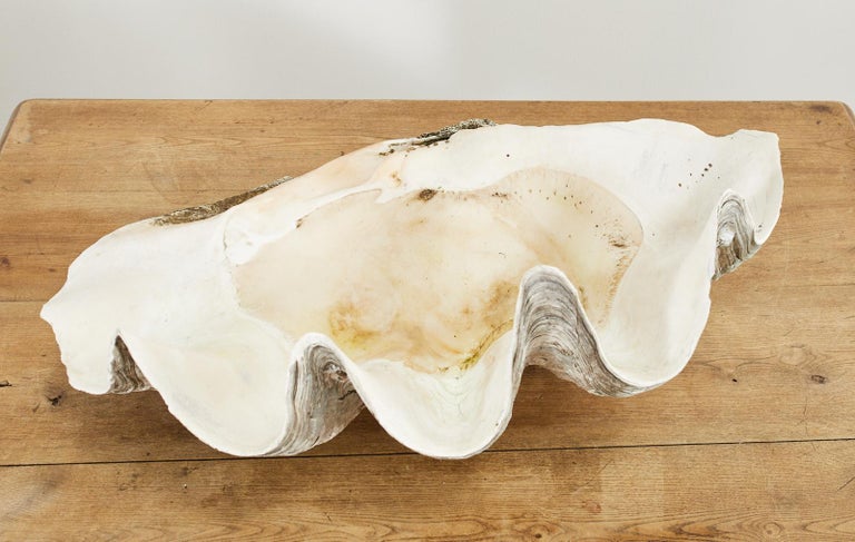 South Pacific Natural Giant Clam Shell Specimen In Good Condition For Sale In Rio Vista, CA