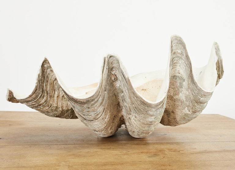 20th Century South Pacific Natural Giant Clam Shell Specimen For Sale