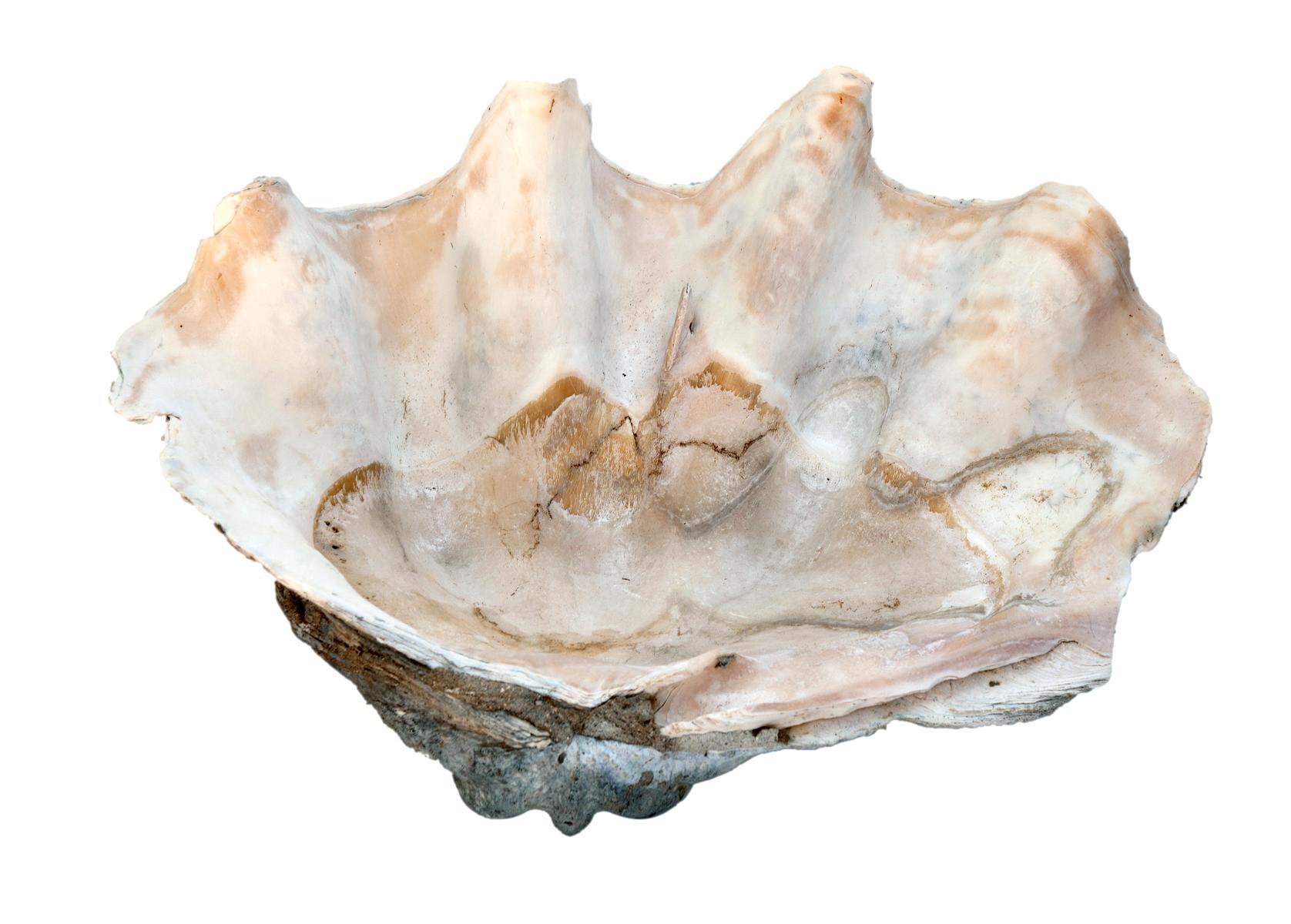 South Pacific Natural Giant Clam Shell Specimen In Good Condition For Sale In Malibu, CA