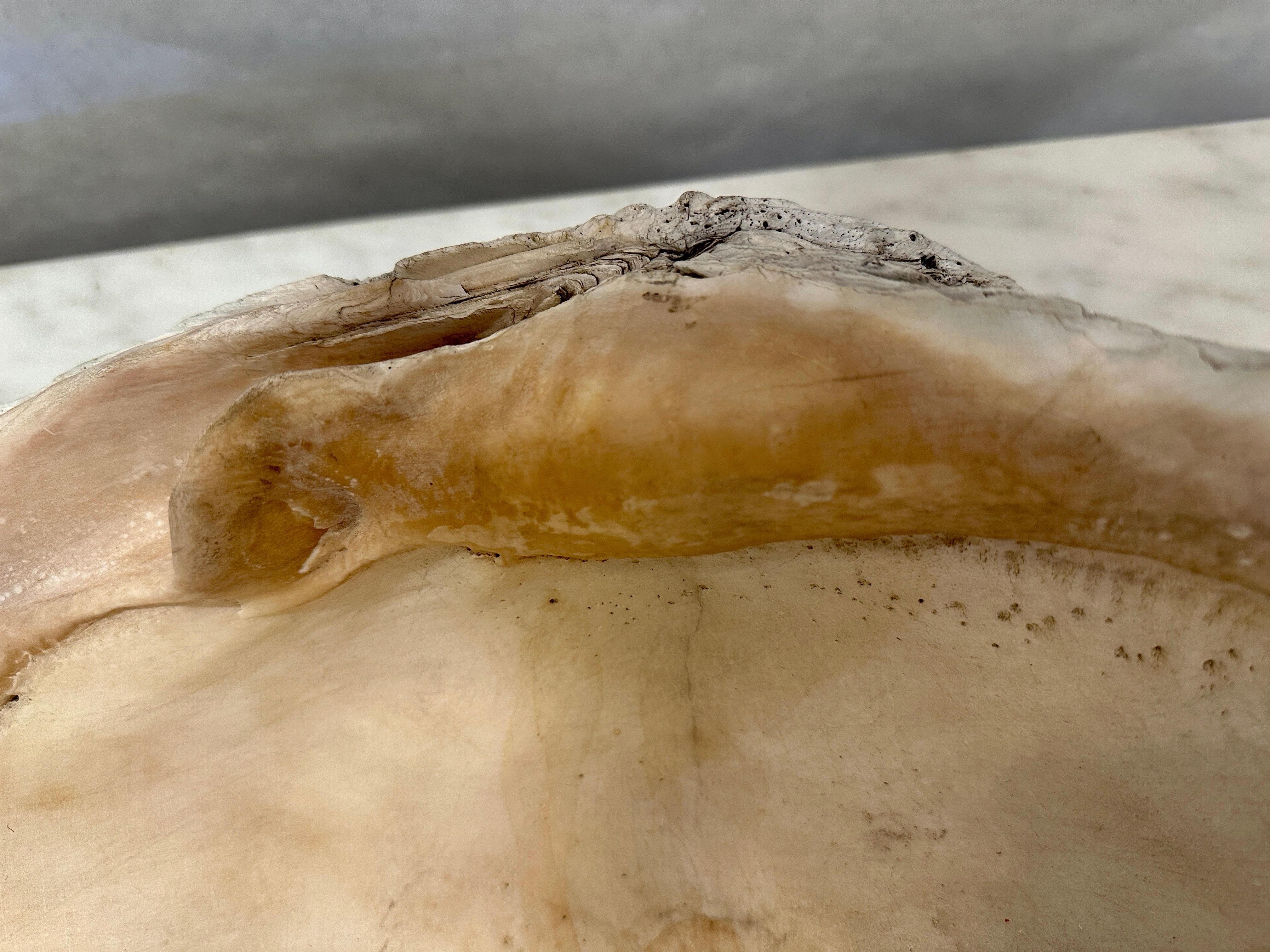 Coquillage Spécimen naturel de coquillage de palourde géant du Pacifique Sud en vente